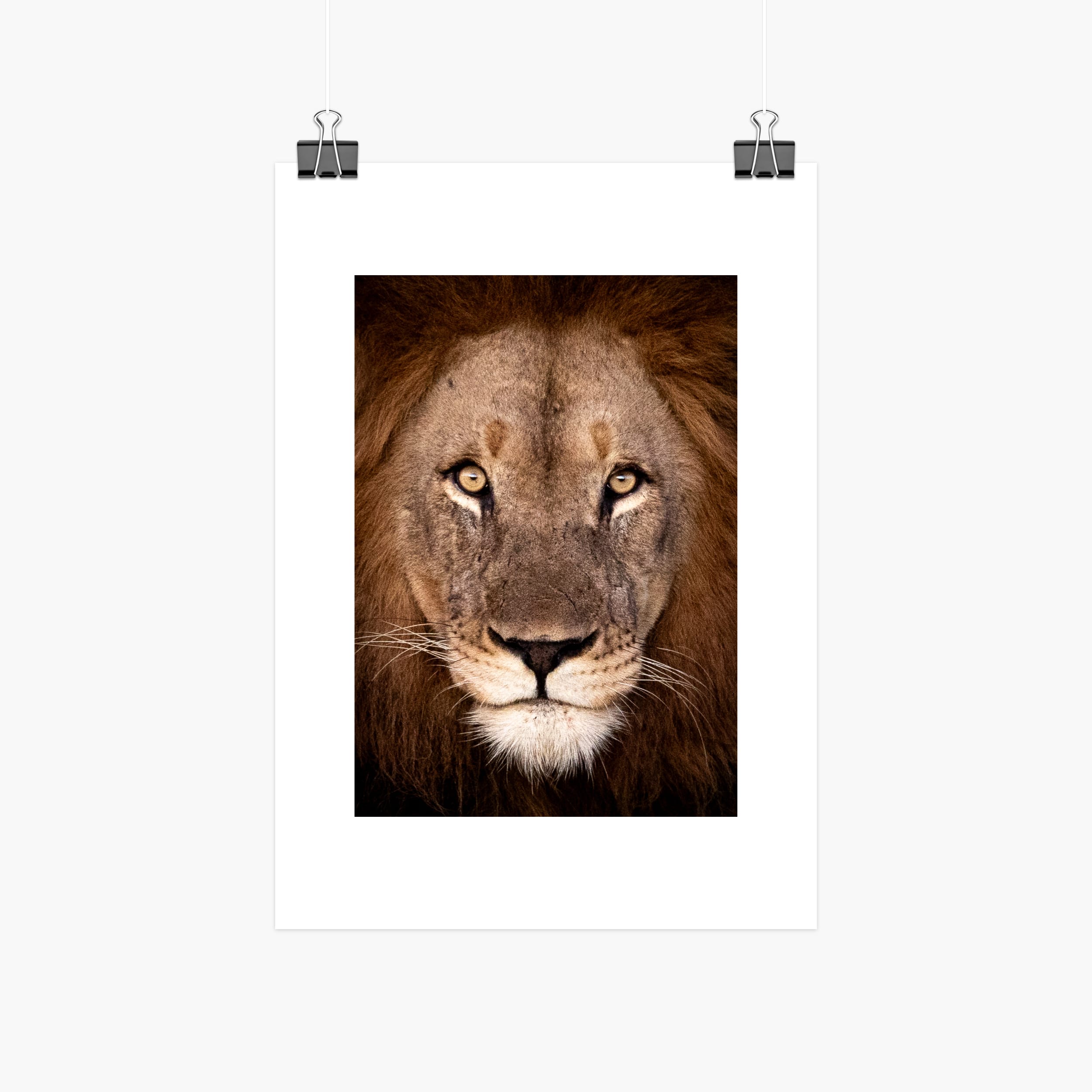 Lion Portrait Print