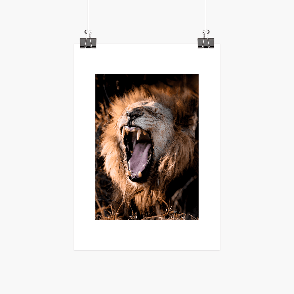 Male lion A4 photographic print