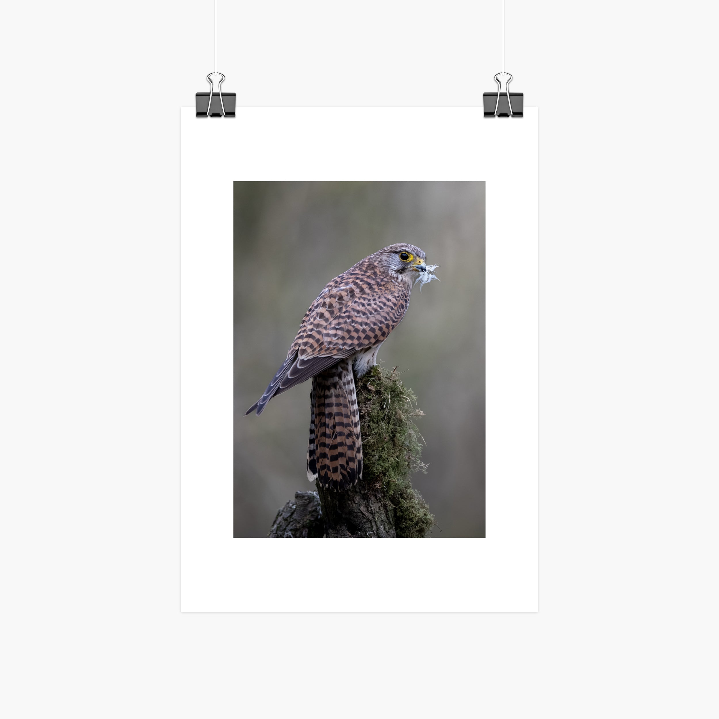 Perched Female Kestrel Print