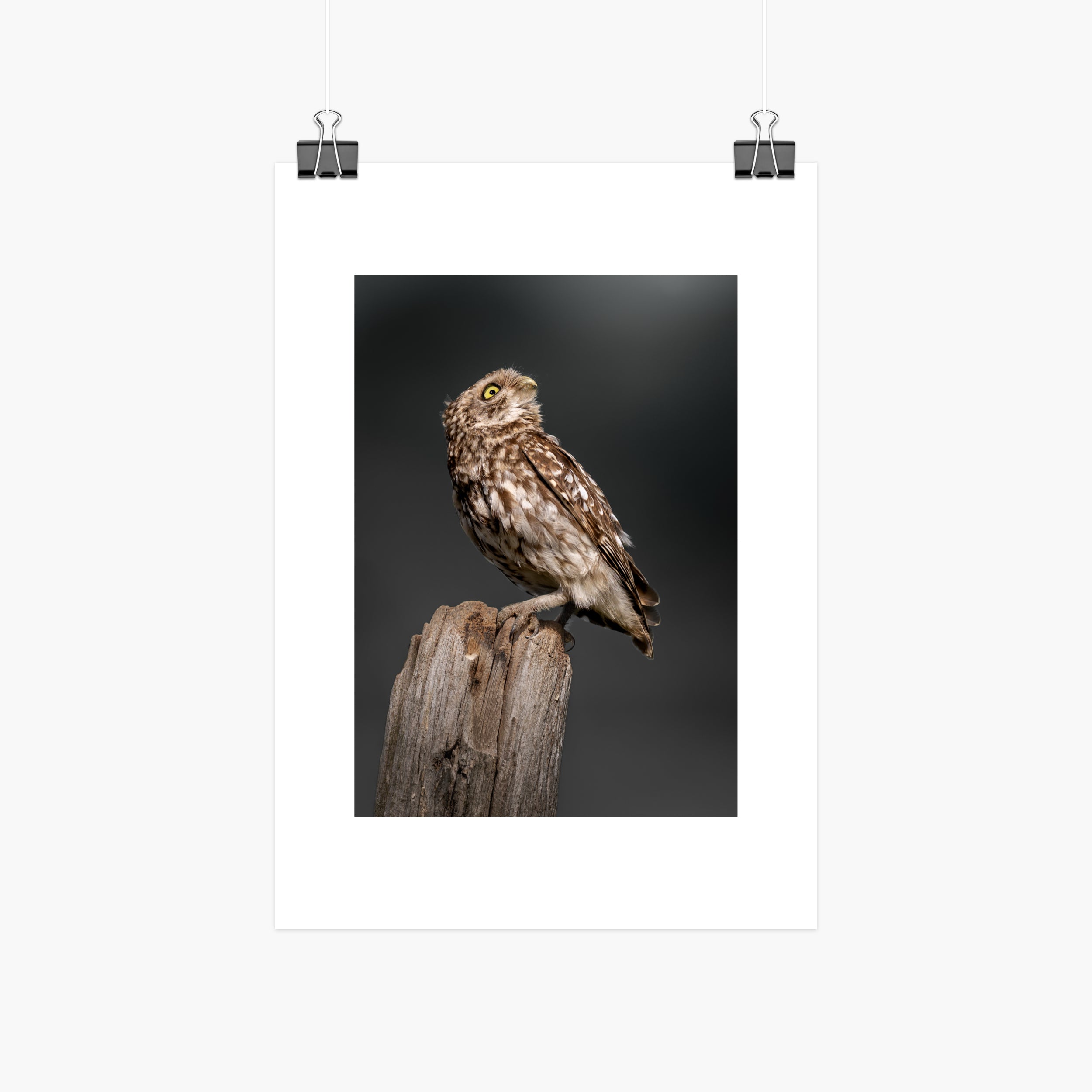 Perched Little Owl Print