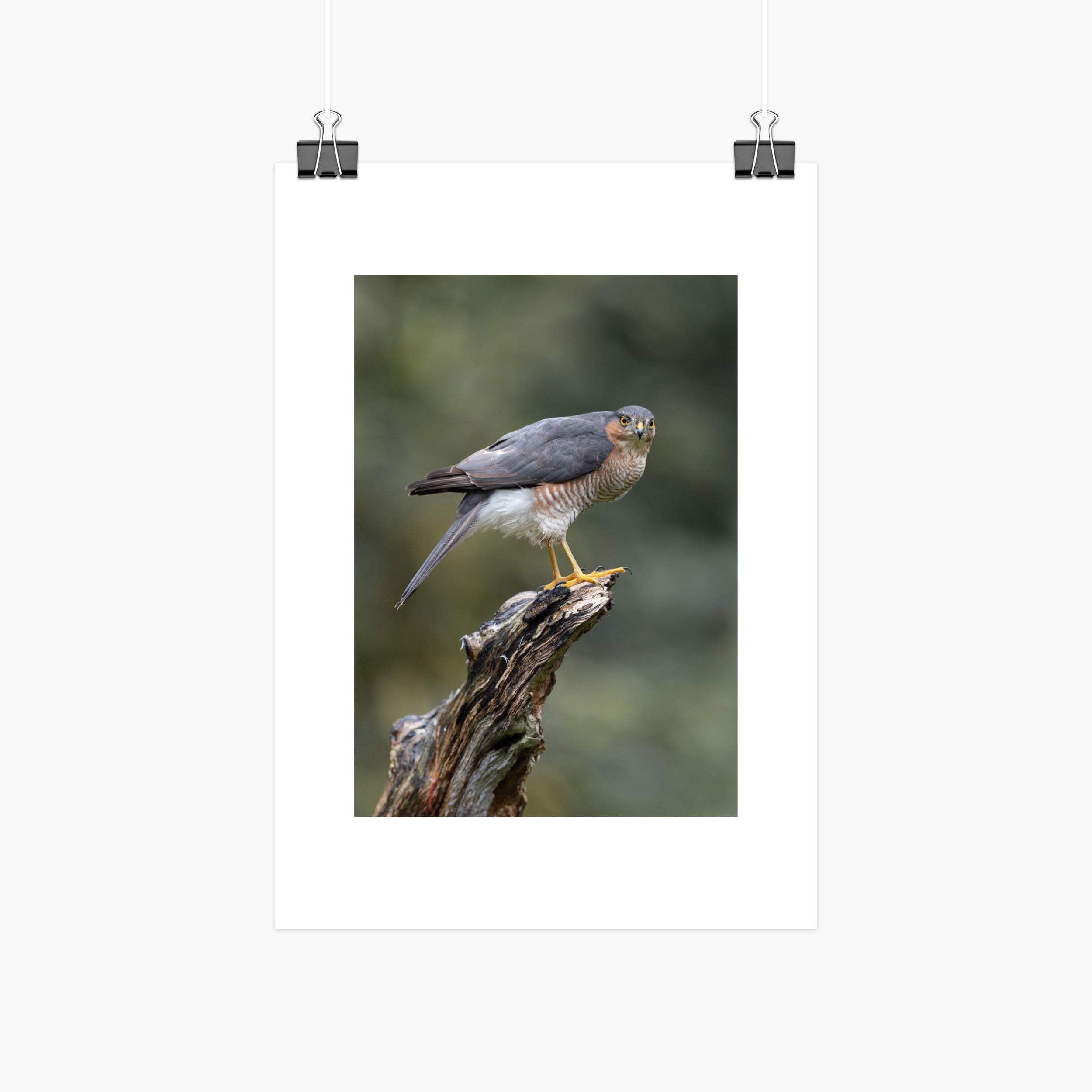 Perched Male Sparrowhawk Print