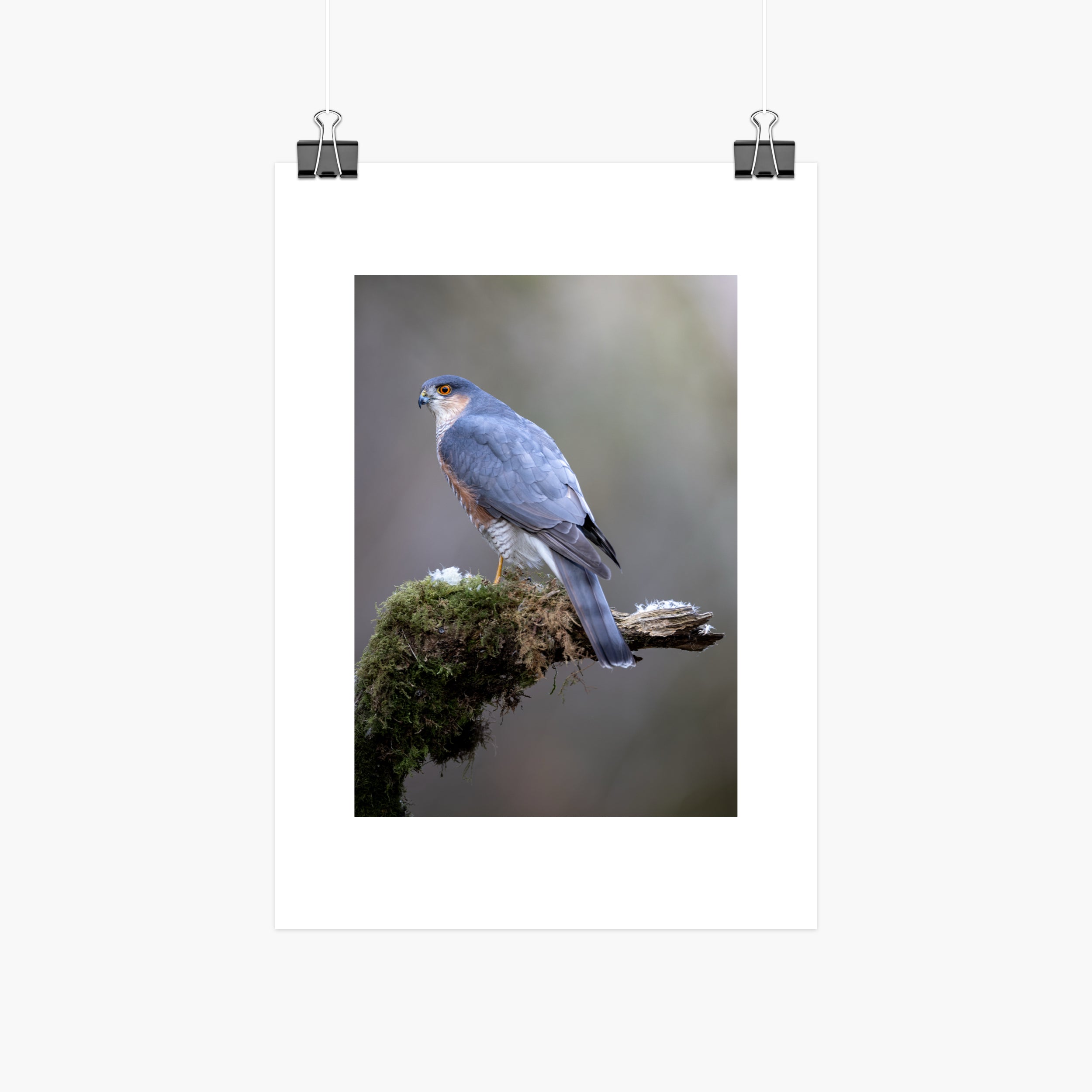 Perched Male Sparrowhawk Print