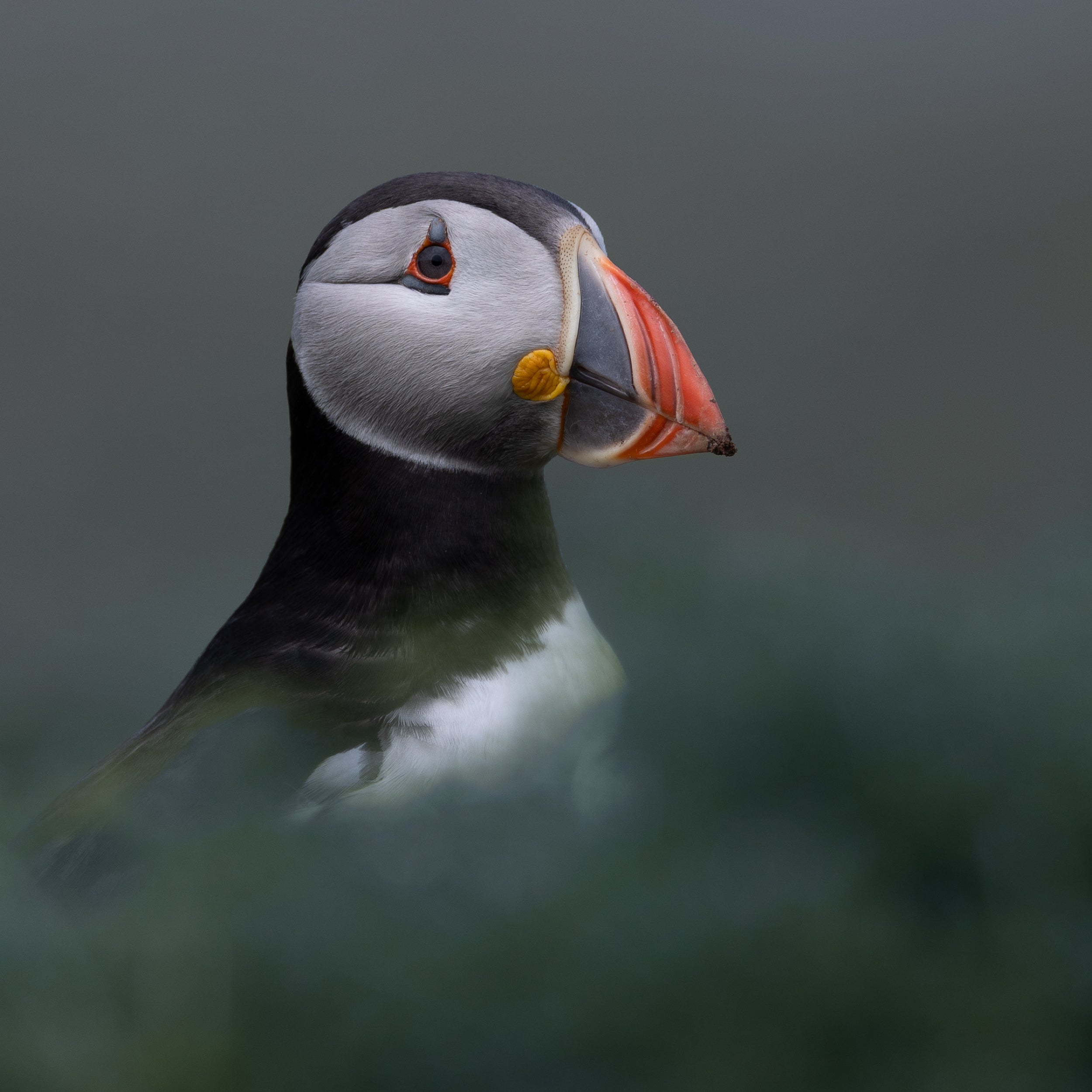 Atlantic Puffin Print