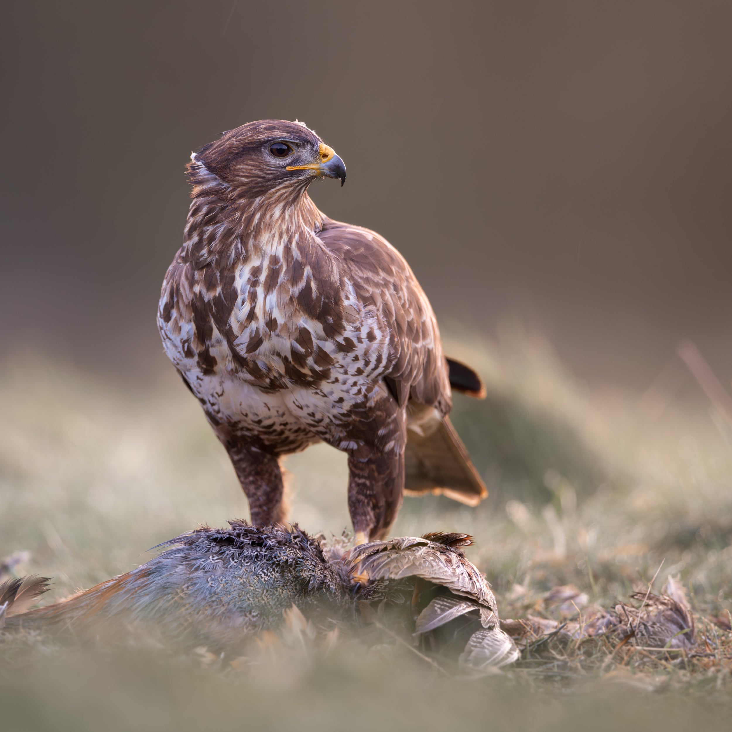 Buzzard with Prey Print