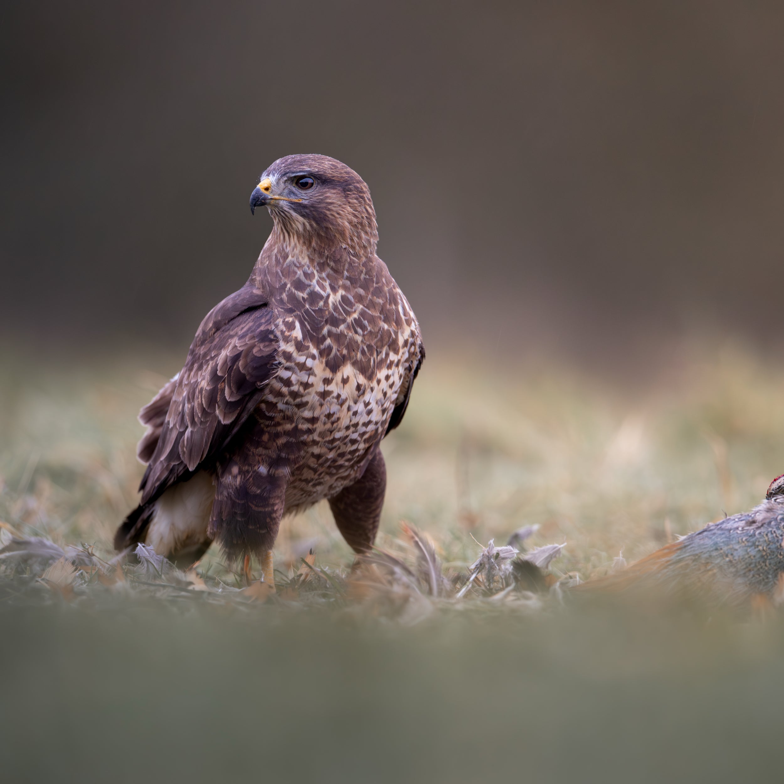 Common Buzzard Print