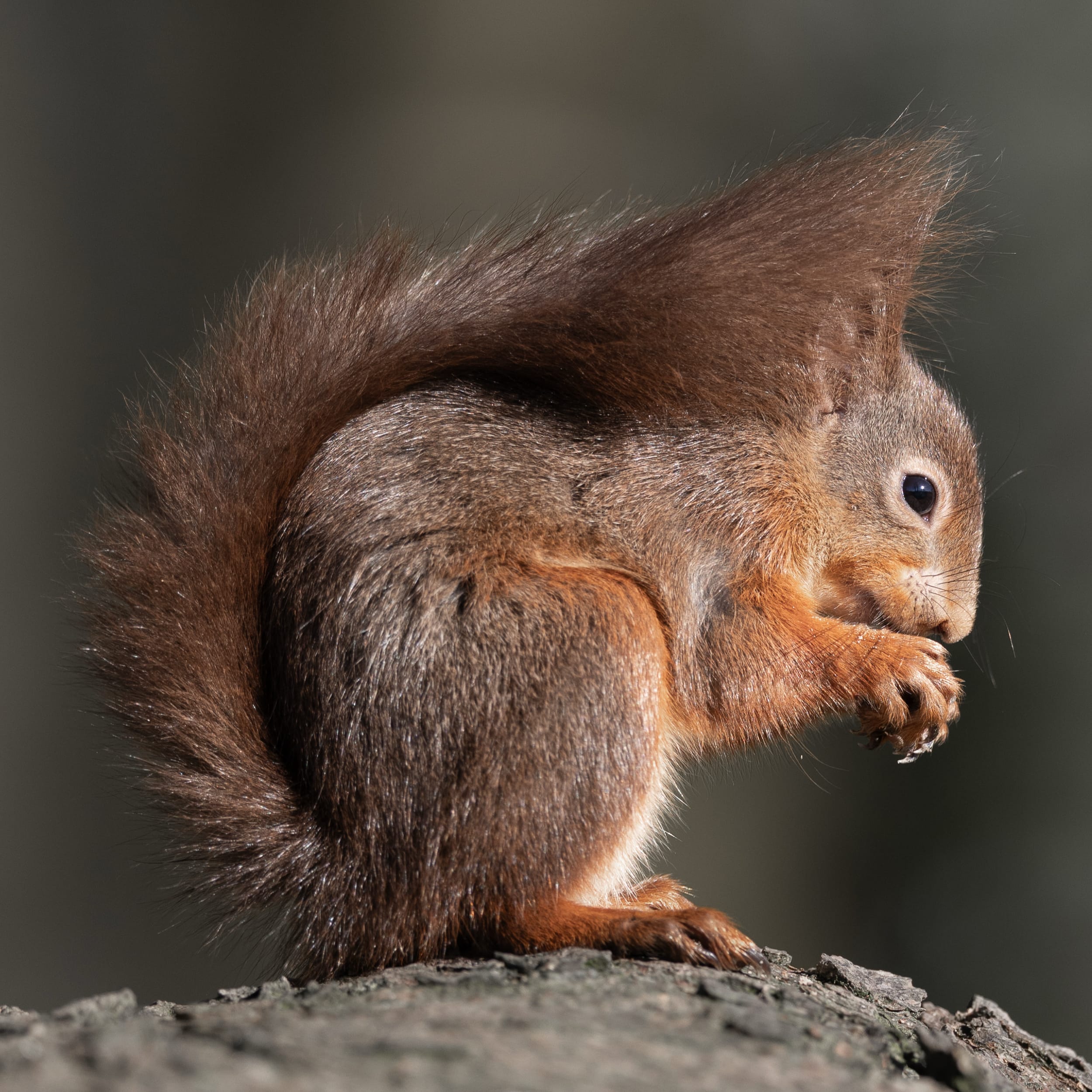 Red Squirrel