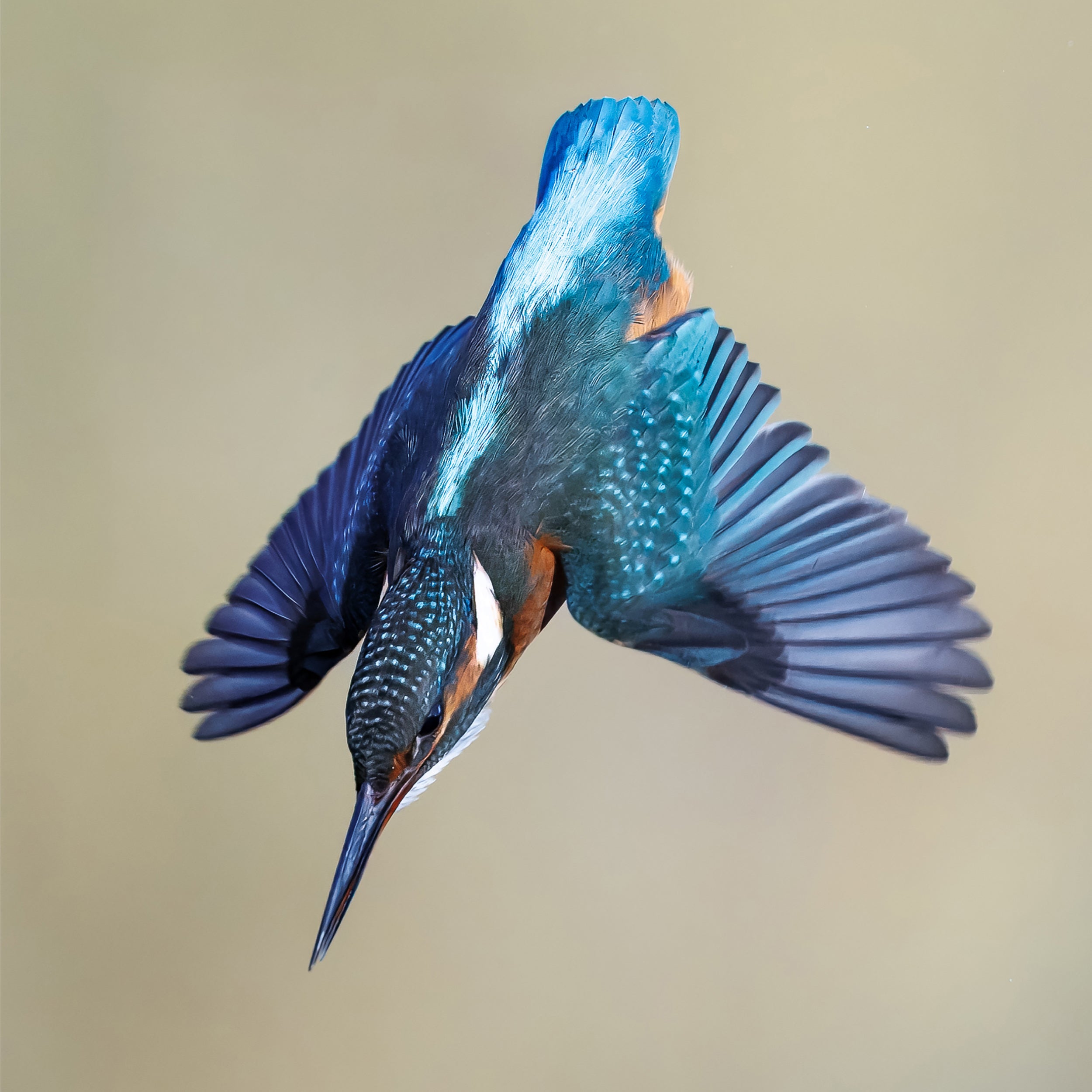 Kingfisher Framed A4 Print - Dive