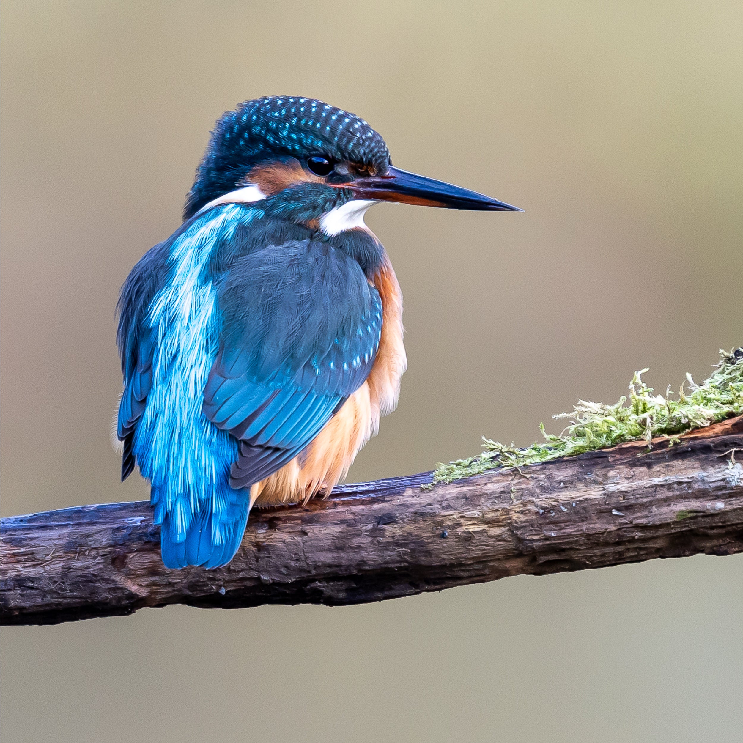Kingfisher Framed A4 Print - Perched