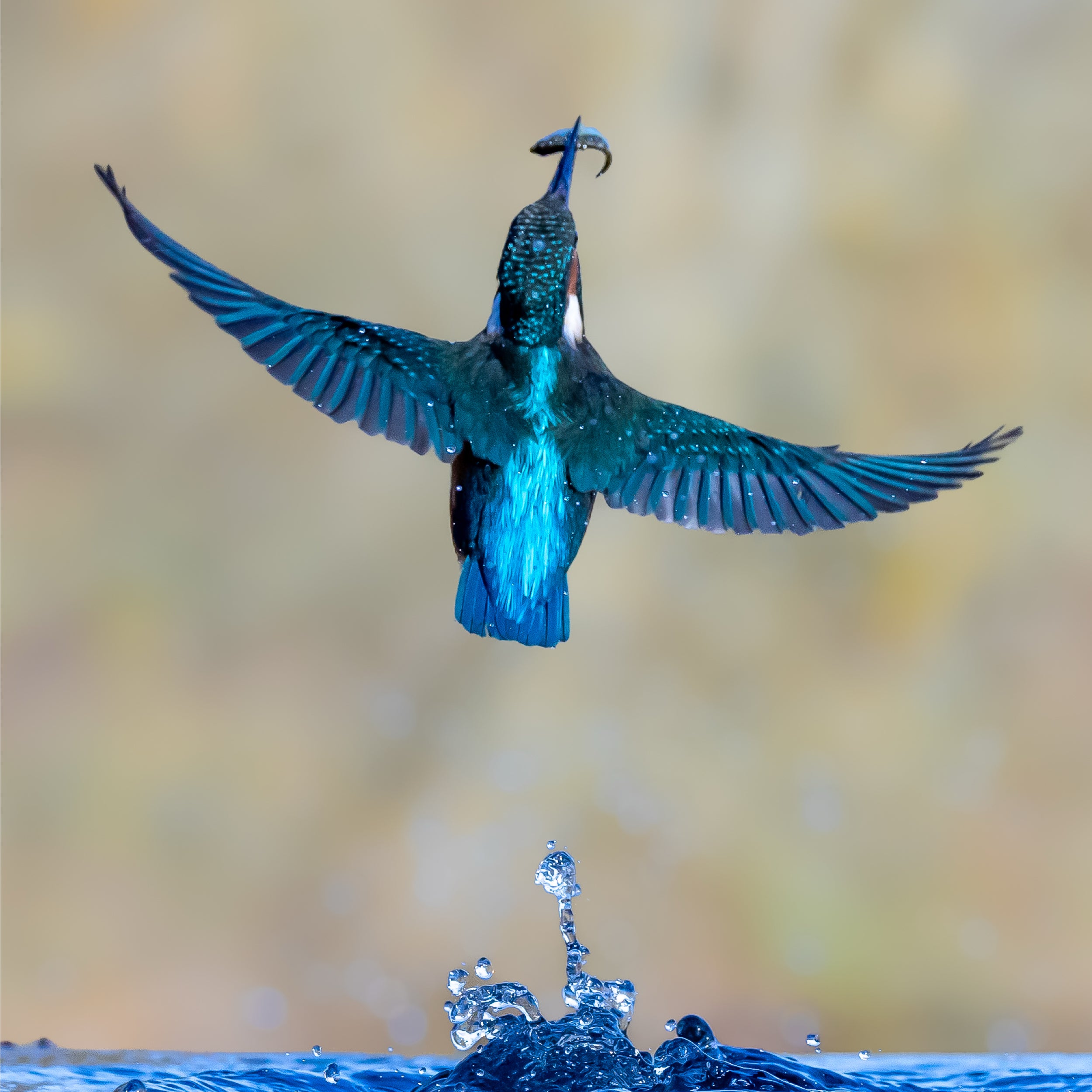 Kingfisher Framed 8x6" Print - With Catch