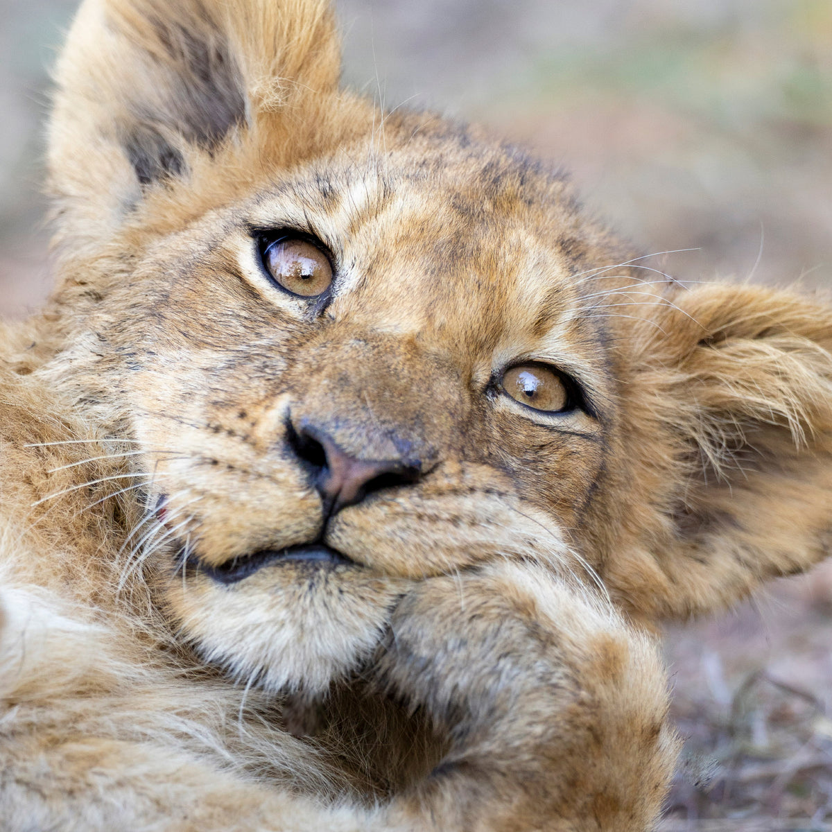 Lion cub photo close up