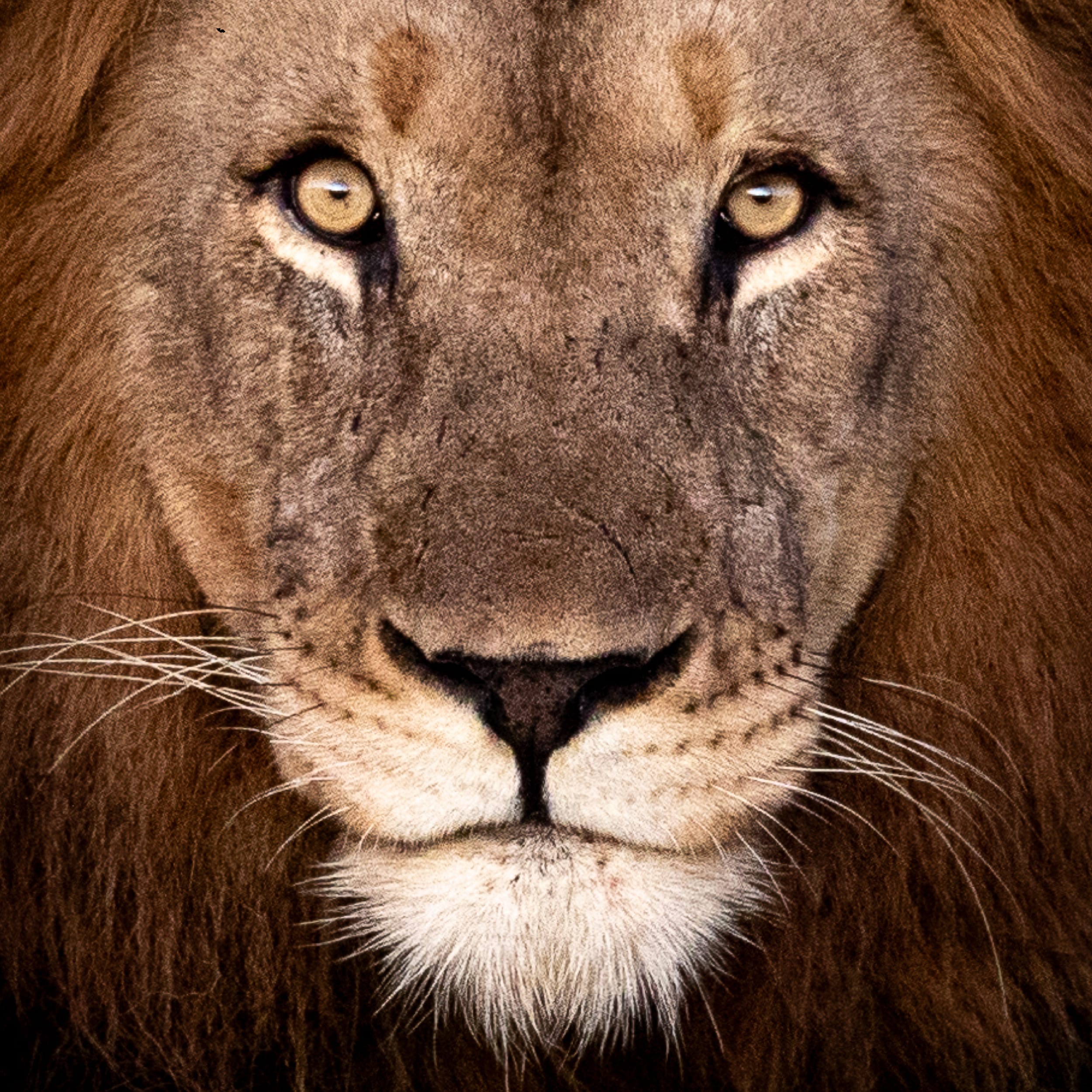 Lion Portrait Print