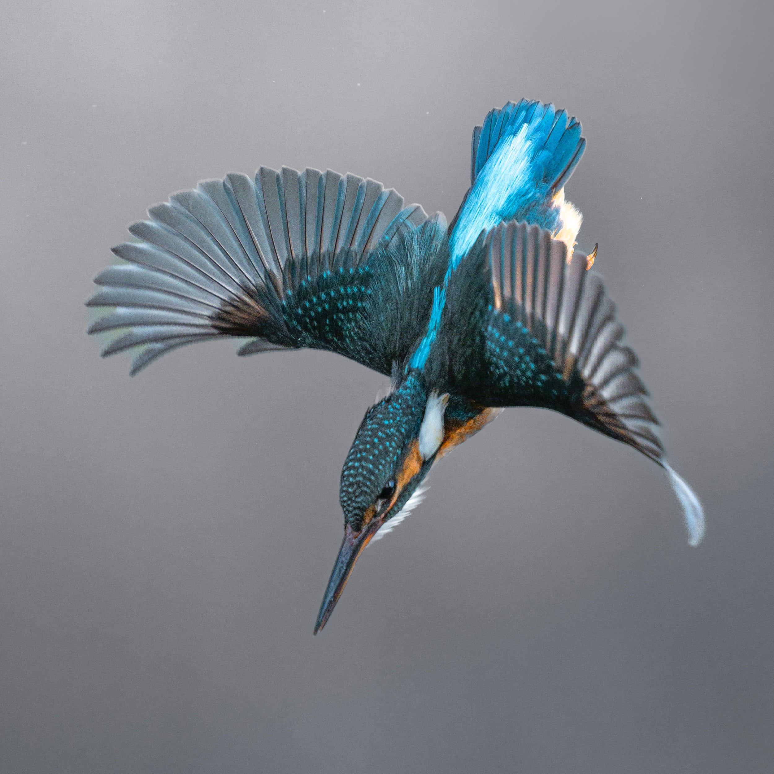 Kingfisher Mini Print - Dive