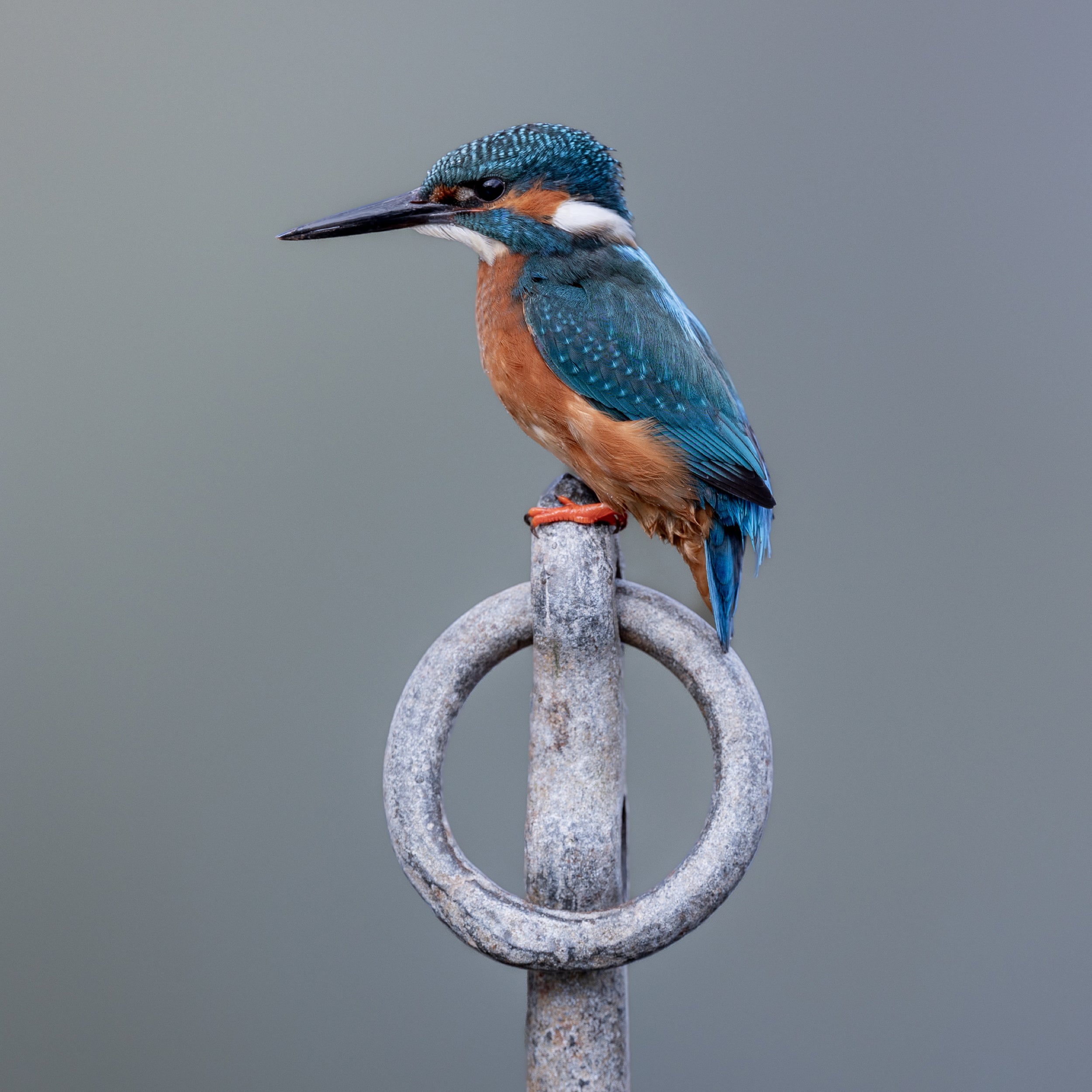 Kingfisher Mini Print - Perched