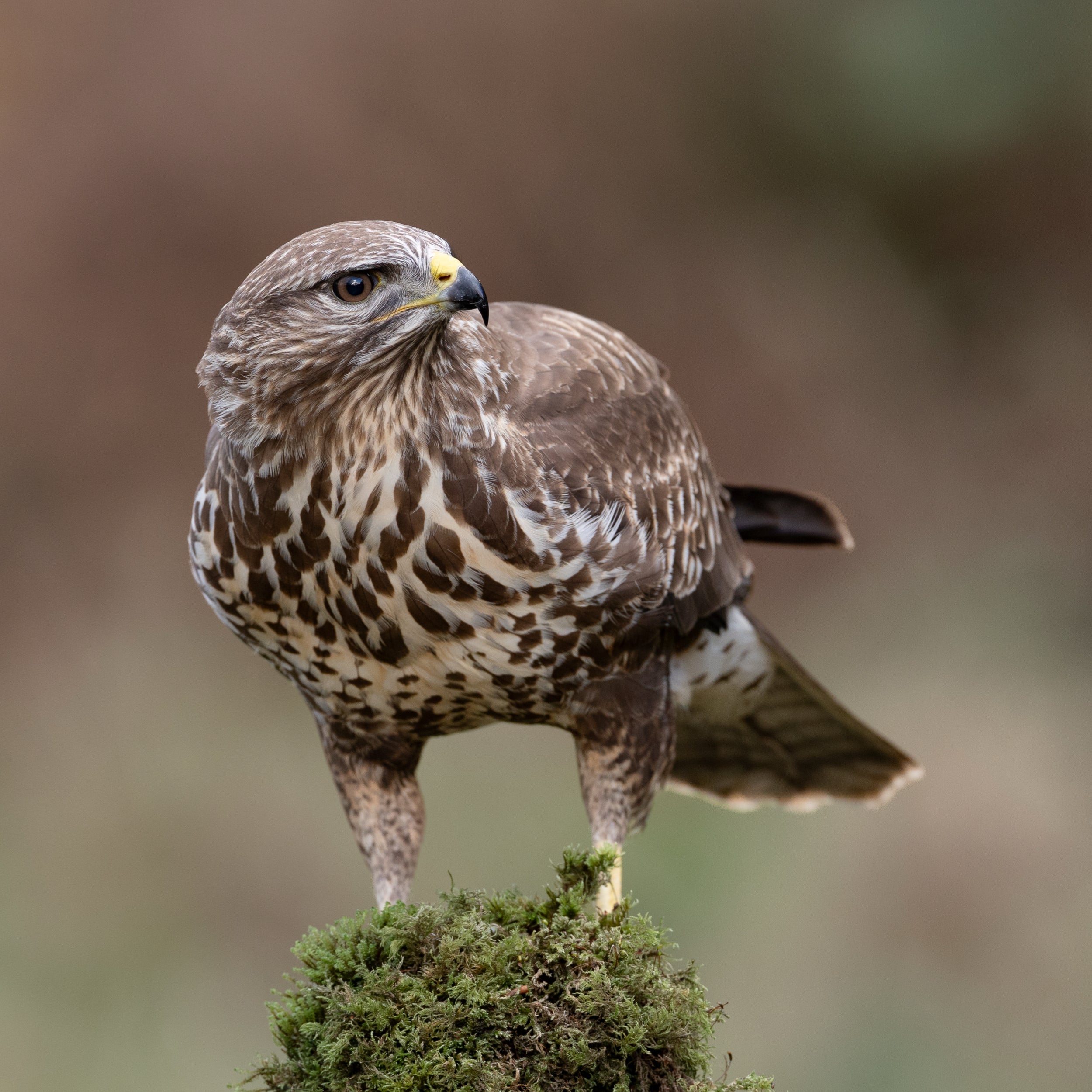 Perched Buzzard Print