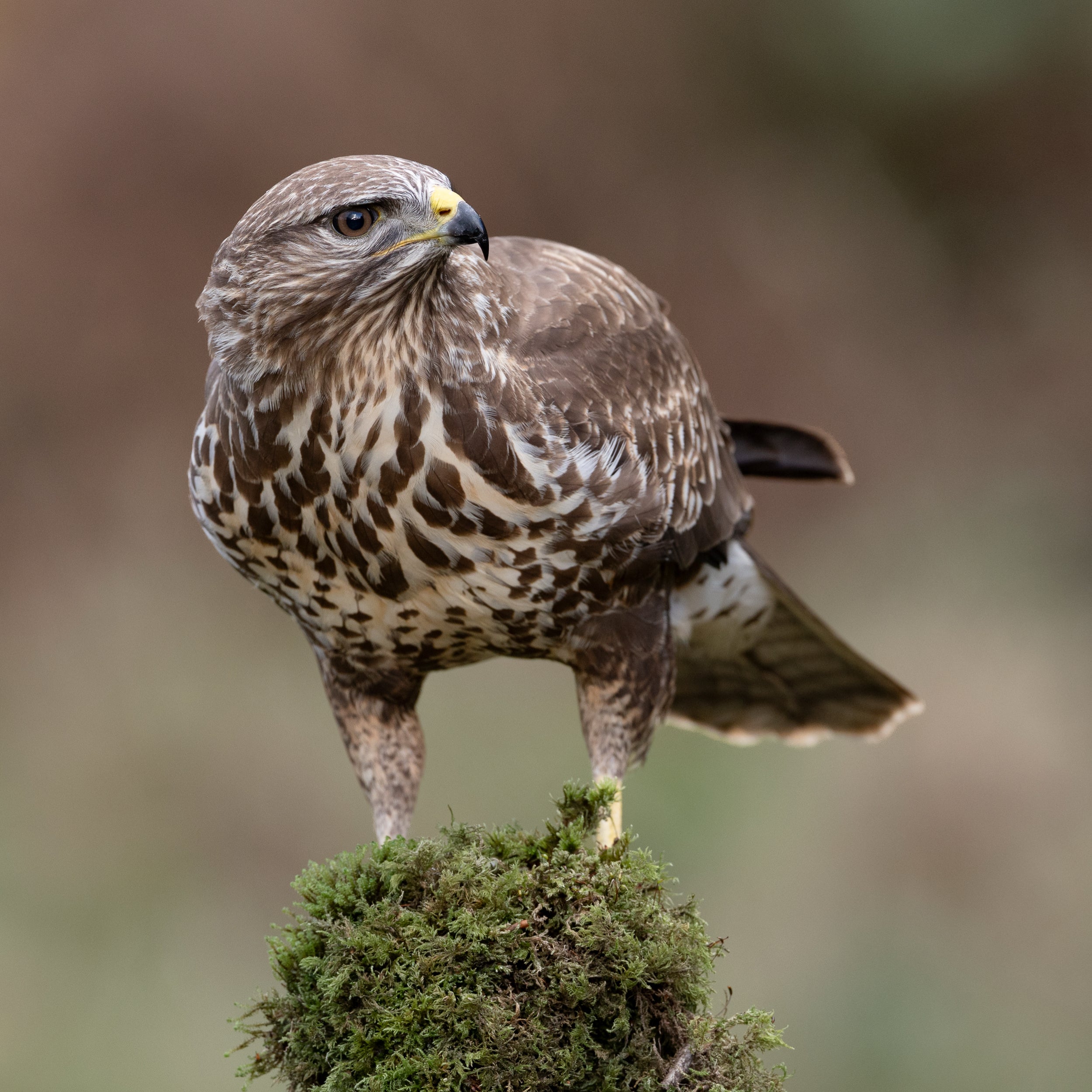 Common buzzard wildlife photo close-up