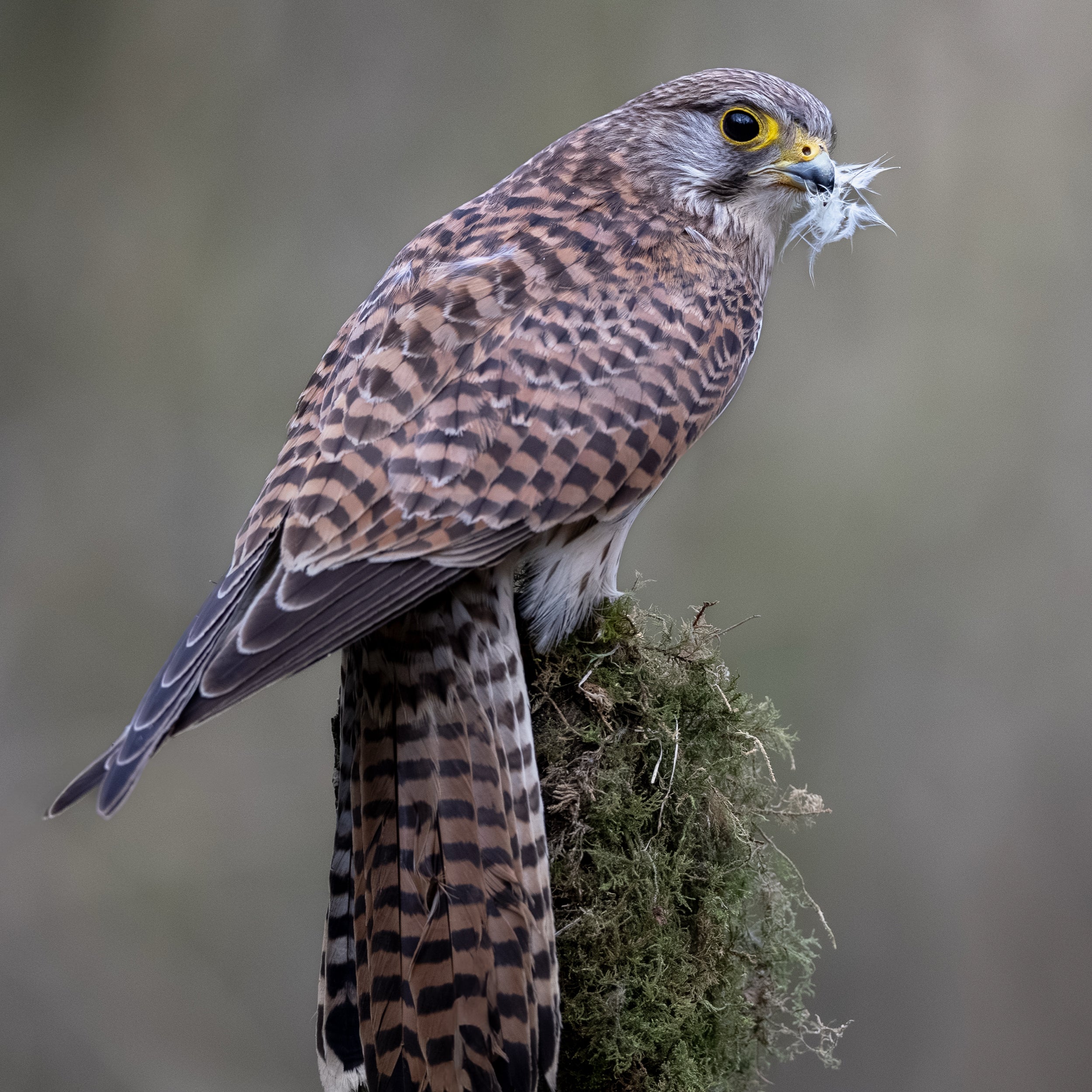 Perched Female Kestrel Print
