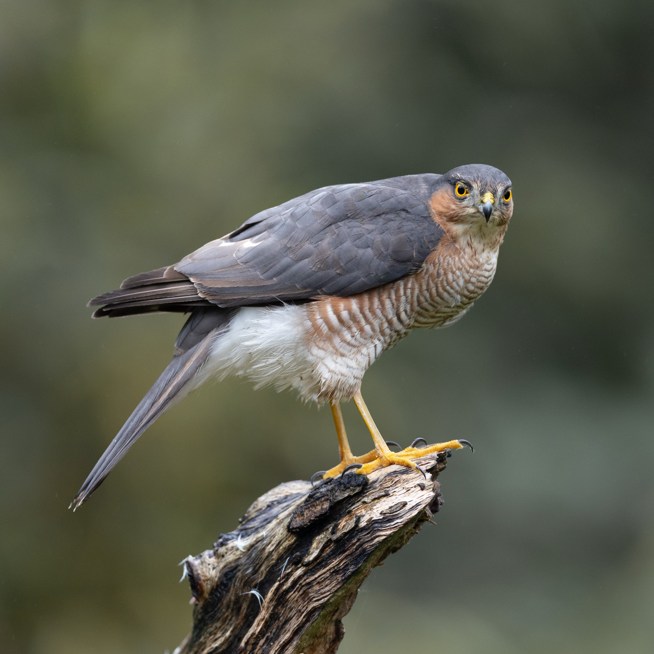 Perched Male Sparrowhawk