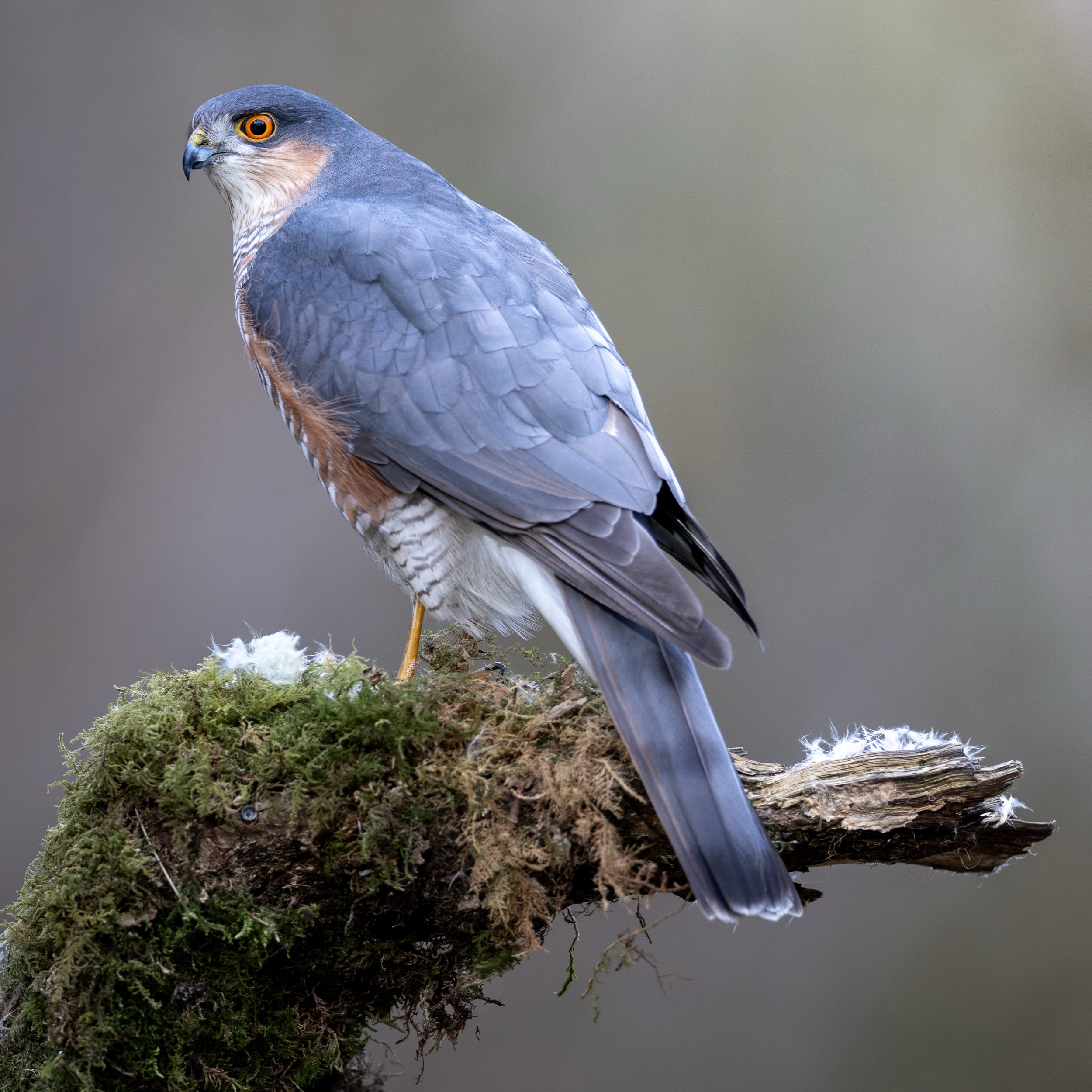 Perched Male Sparrowhawk Print