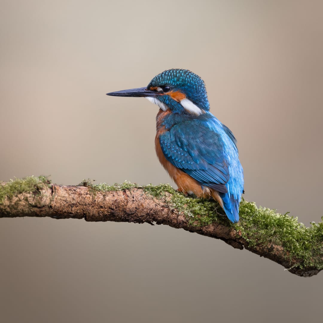 Perched male kingfisher photo on Instagram