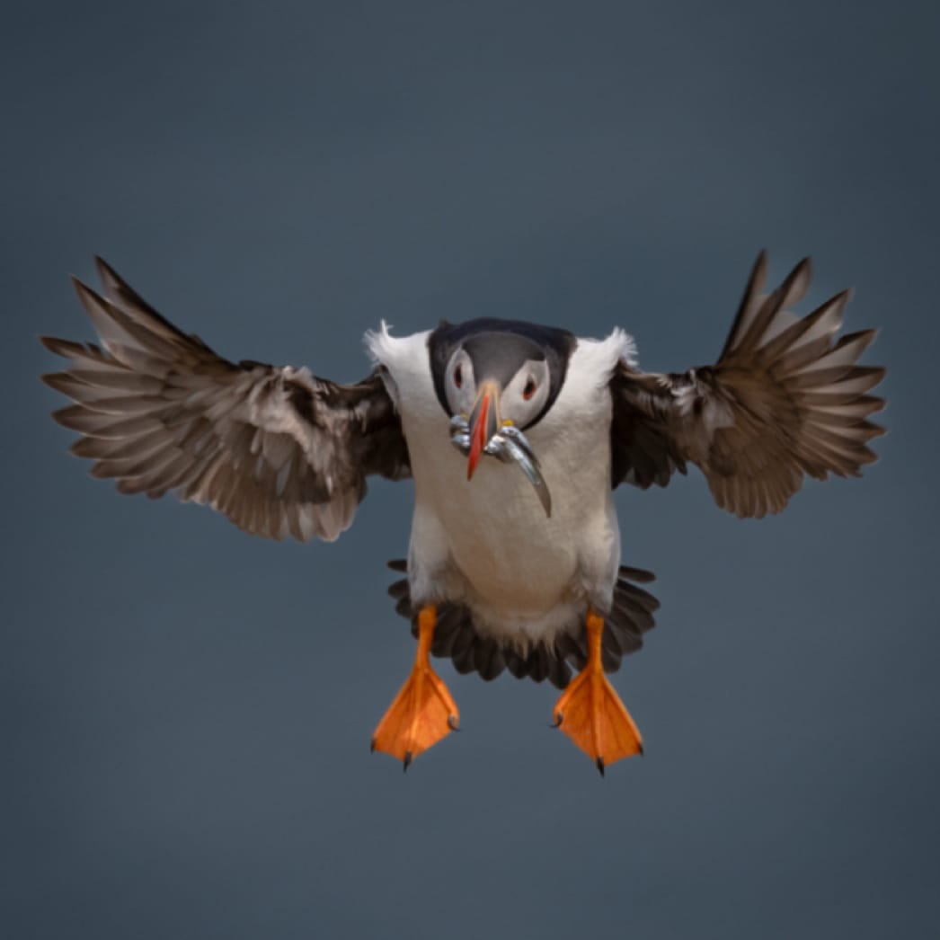 Atlantic puffin in flight photo on Instagram