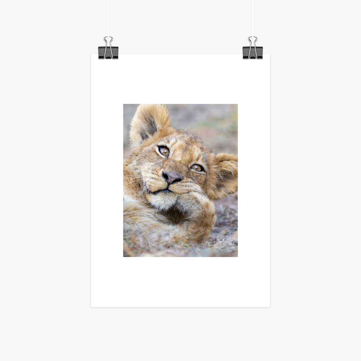 Lion cub 10x8 inch photo print