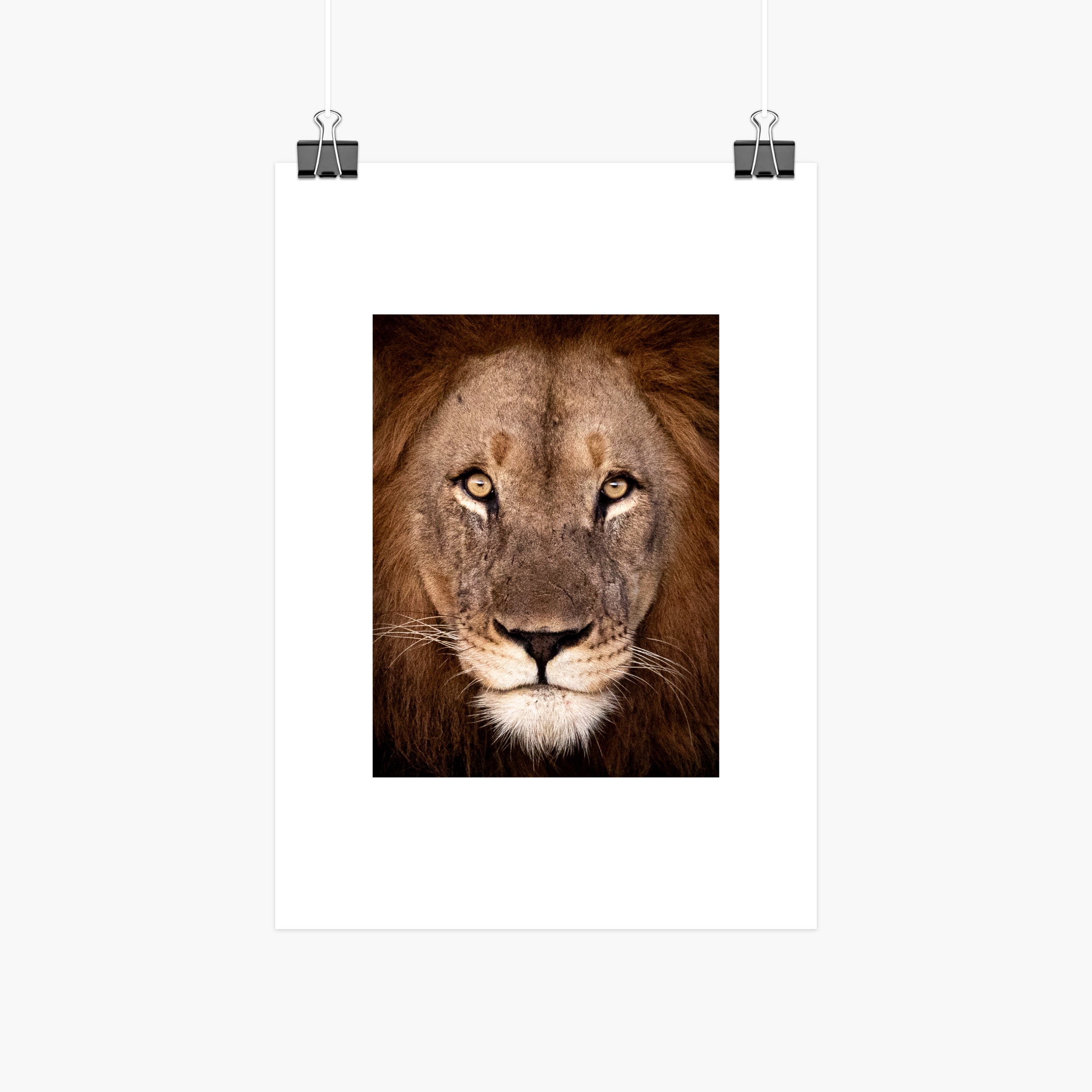 Lion Portrait Print