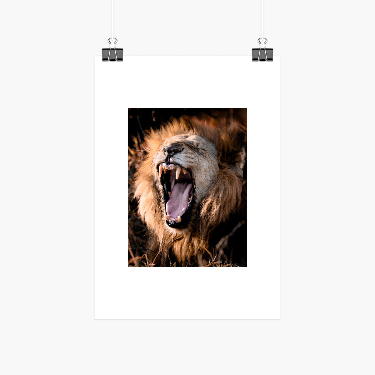 Yawning lion 10x8 fine art print