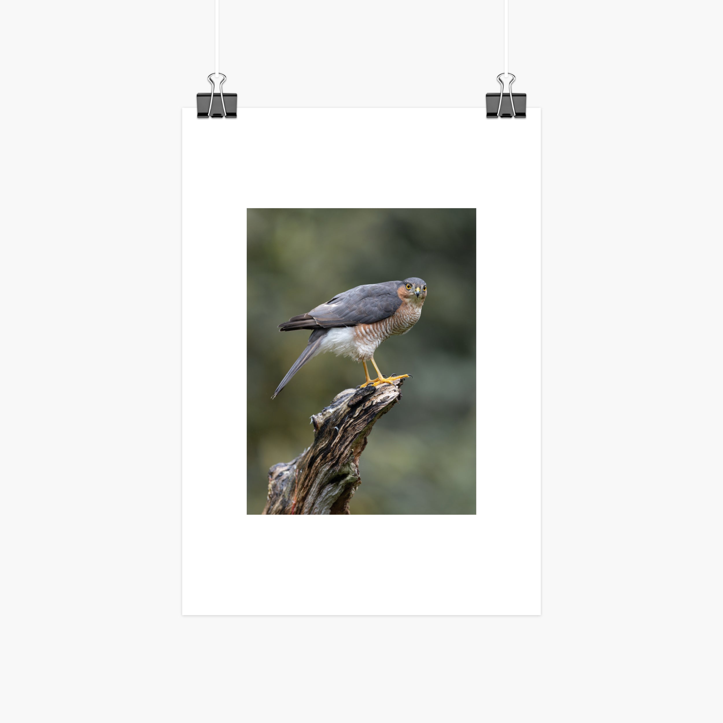 Perched Male Sparrowhawk Print