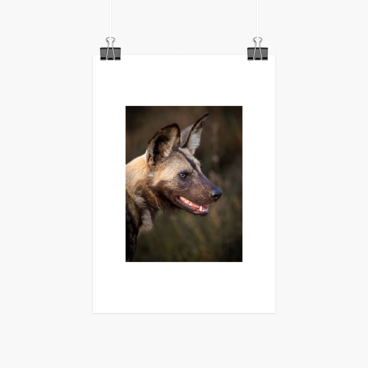African wild dog 8x10 photo print