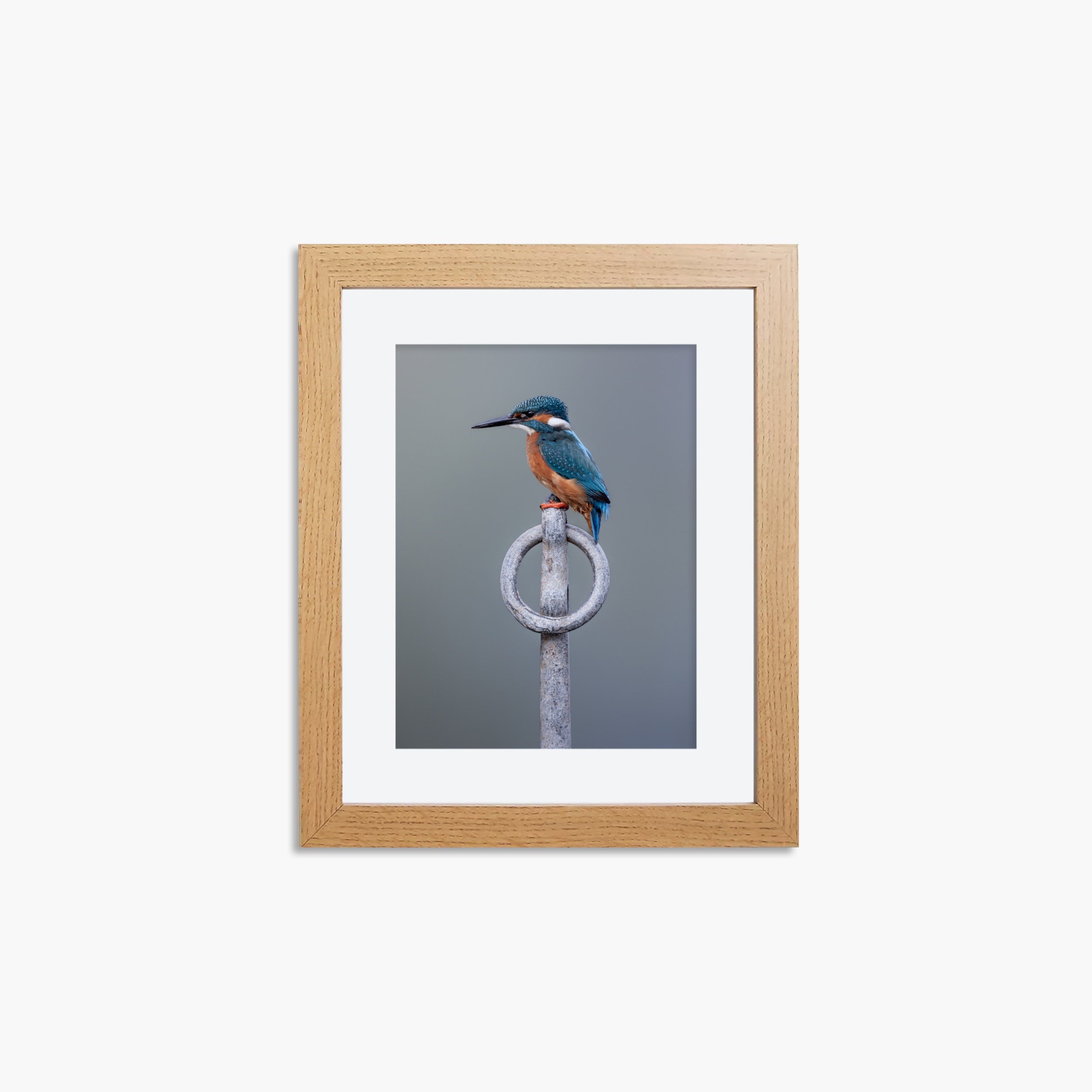 Kingfisher Mini Print - Perched