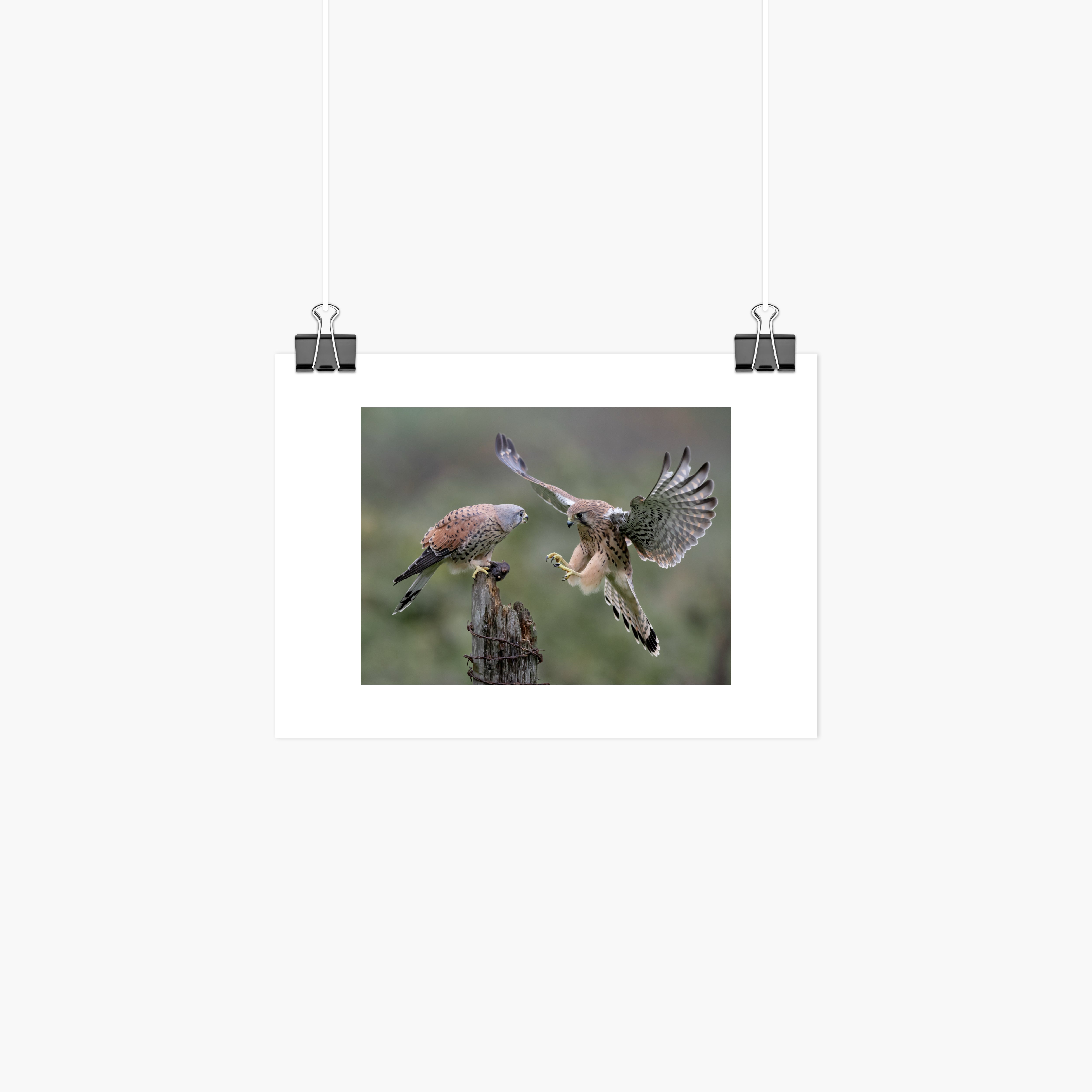 Kestrel Pair Print