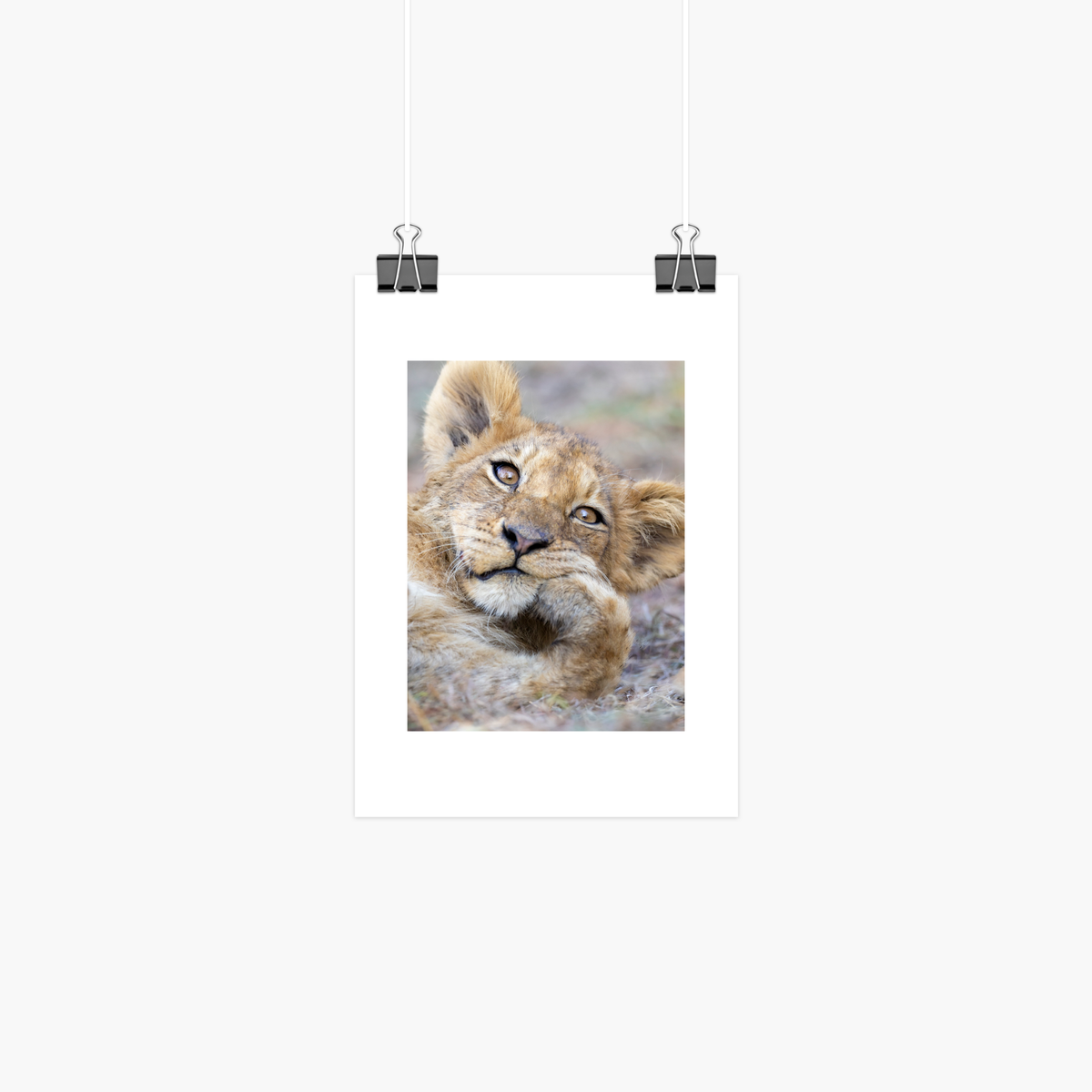 Small lion cub print