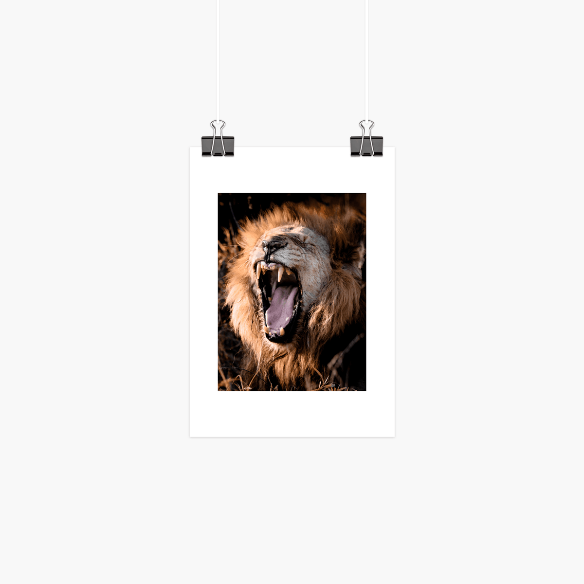 Small lion photography print 8x6