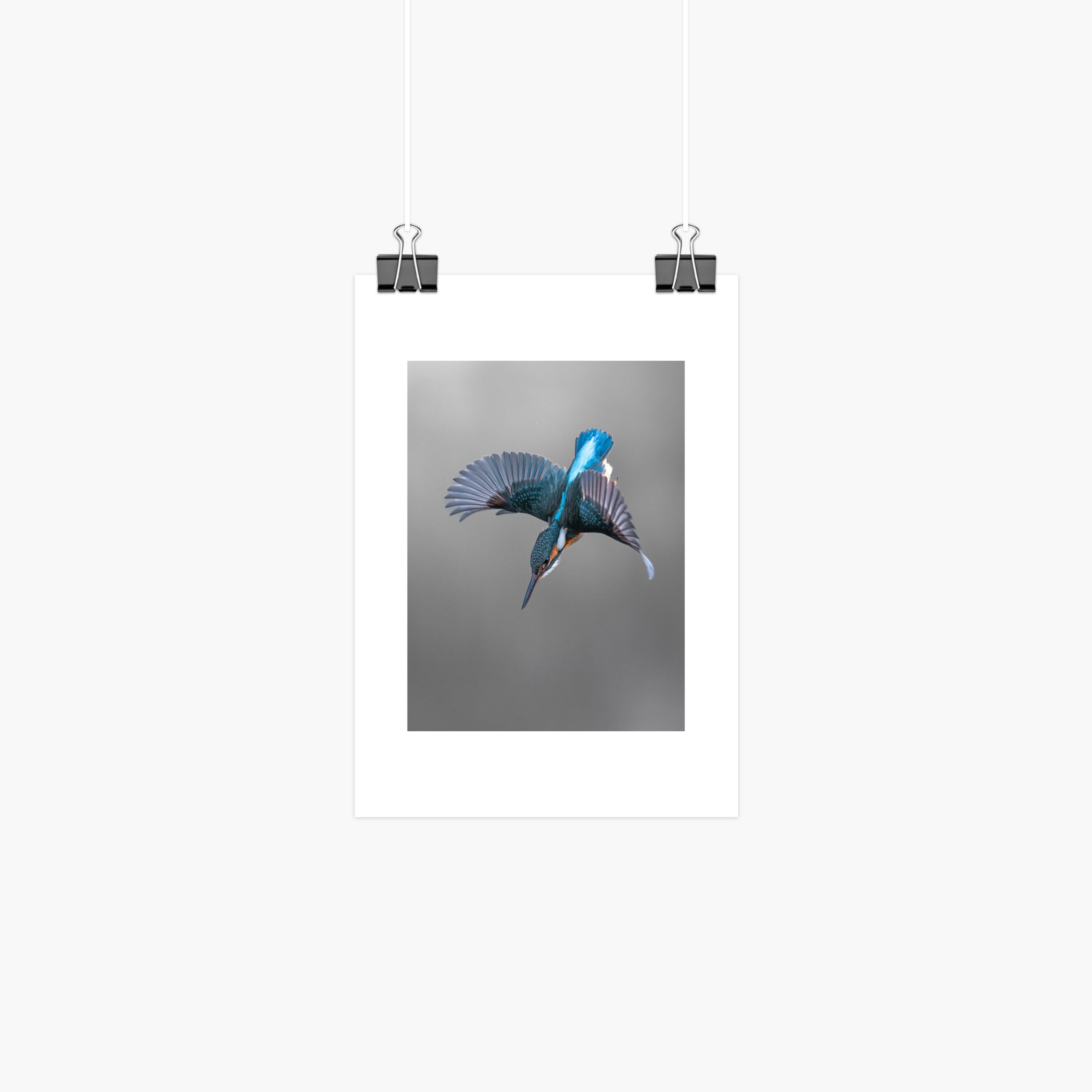 Kingfisher Mini Print - Dive