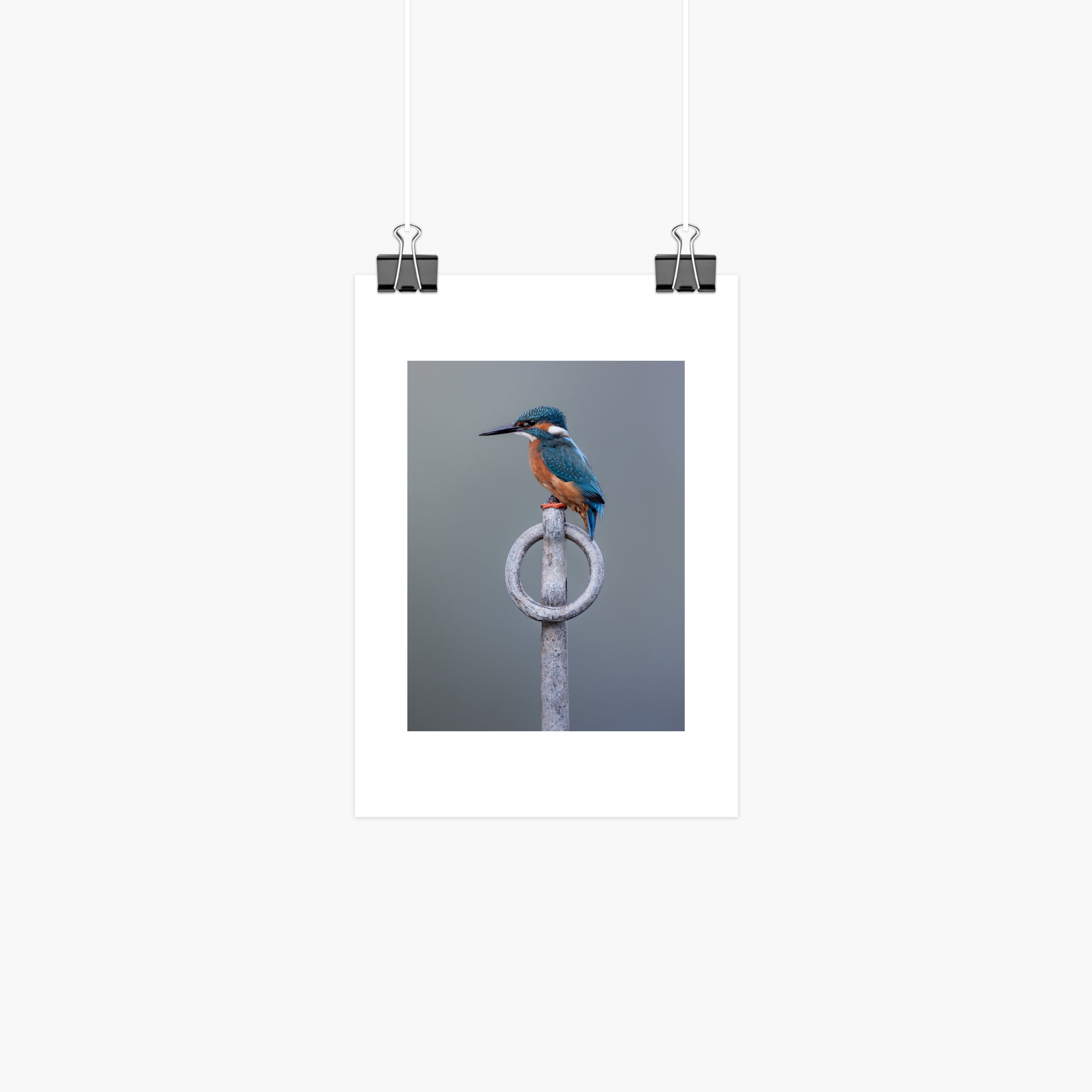Kingfisher Mini Print - Perched