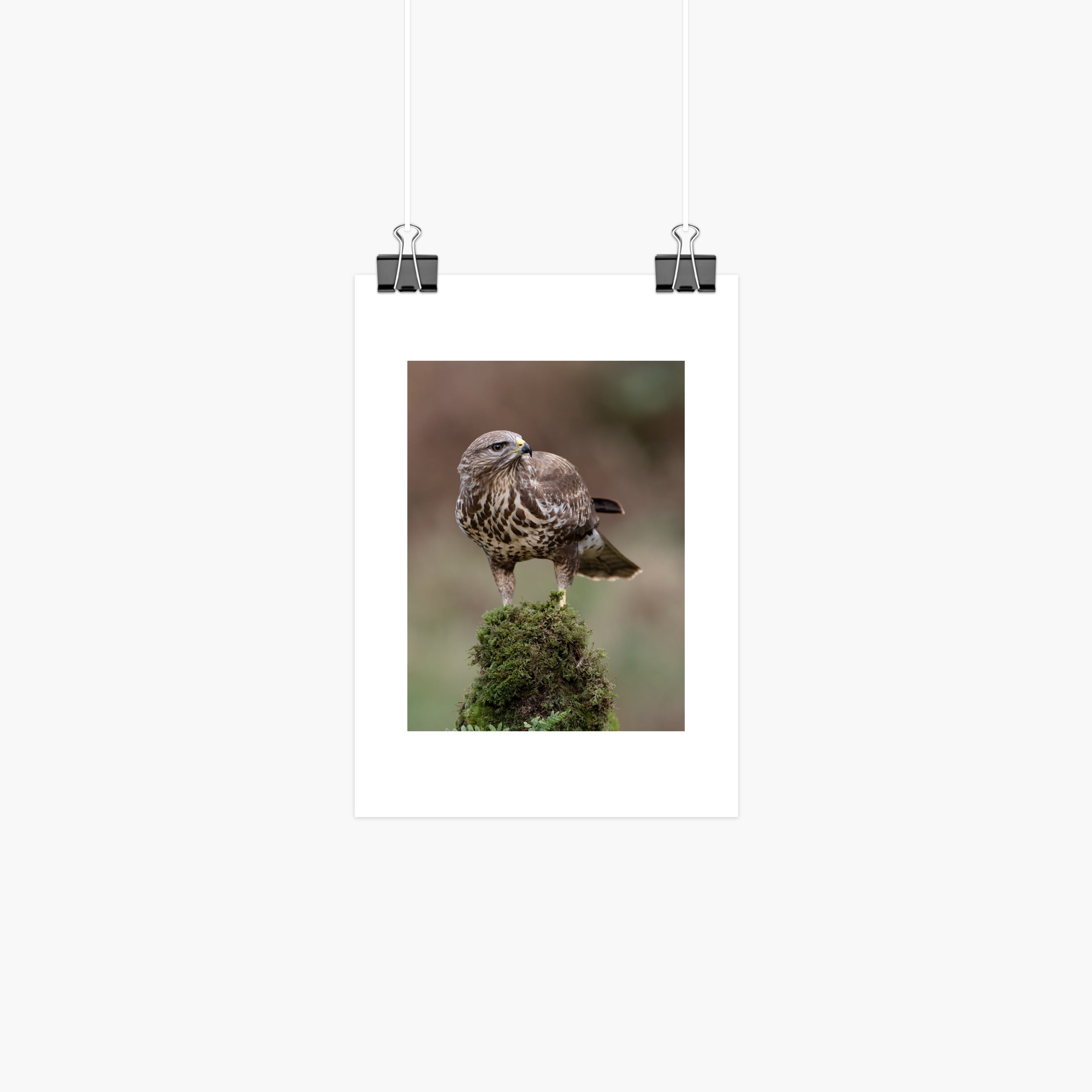 Fine art wildlife print of a common buzzard perched on a mossy post