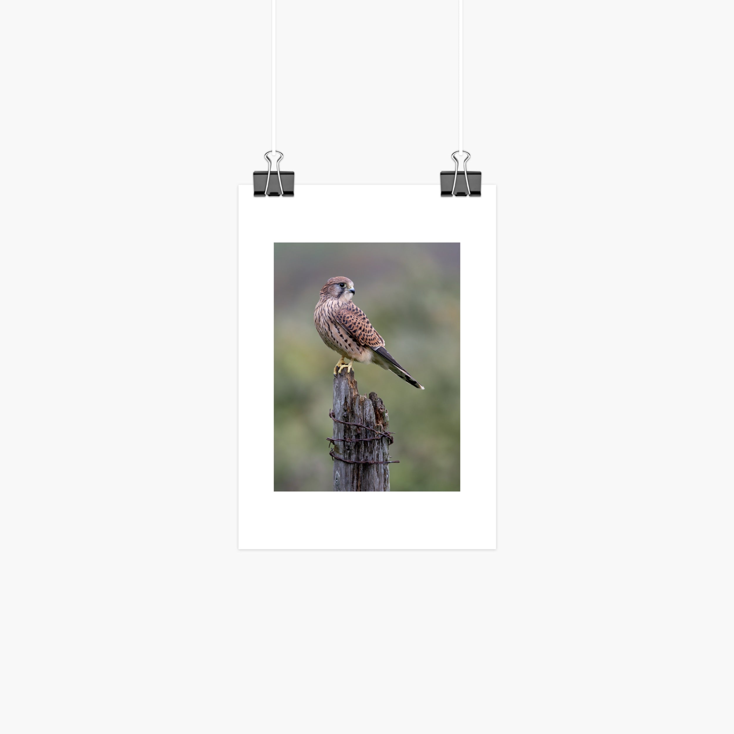 Perched female kestrel bird of prey 8x6 photographic print