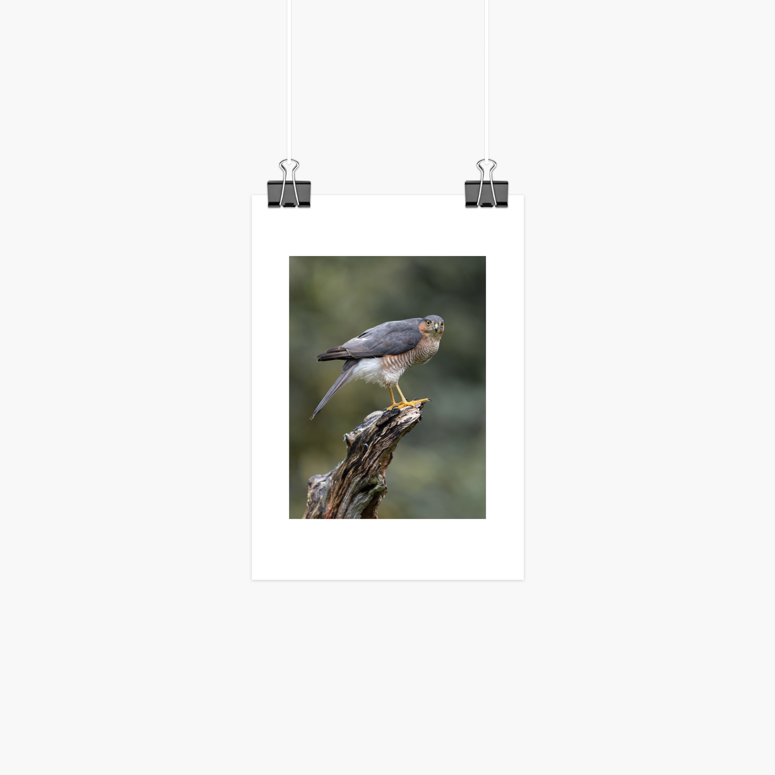 Perched Male Sparrowhawk Print