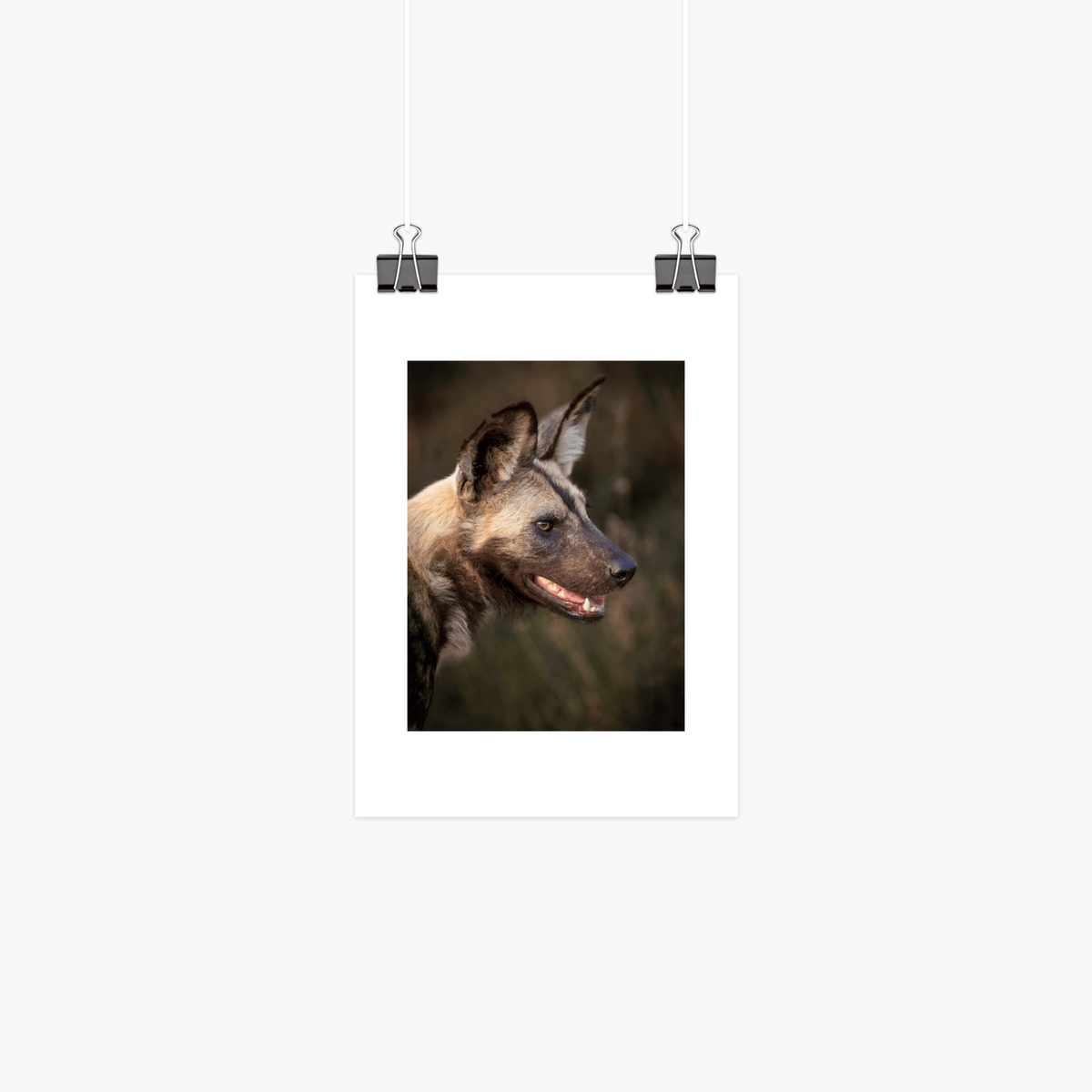 African wild dog wildlife photographic print