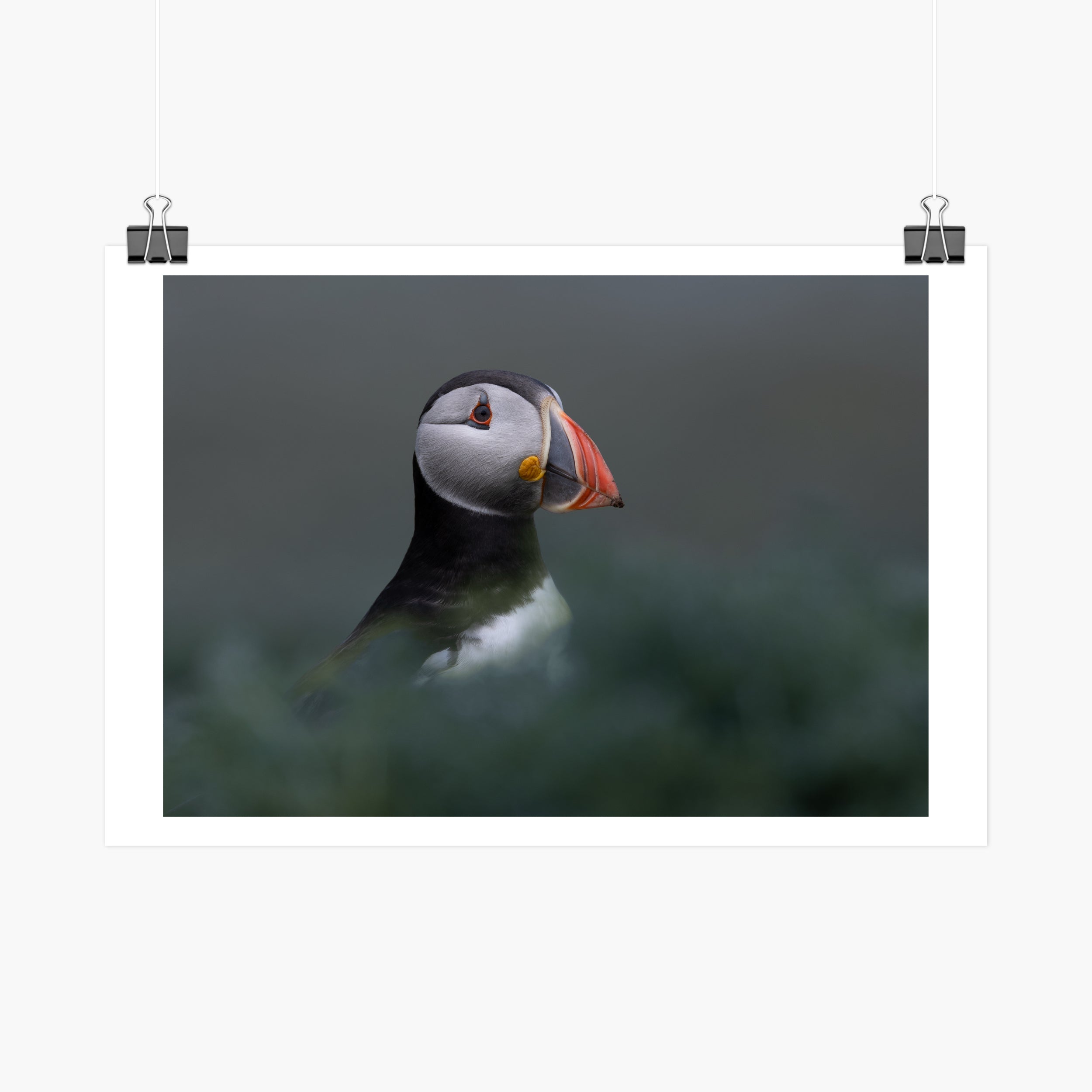 Atlantic Puffin Print