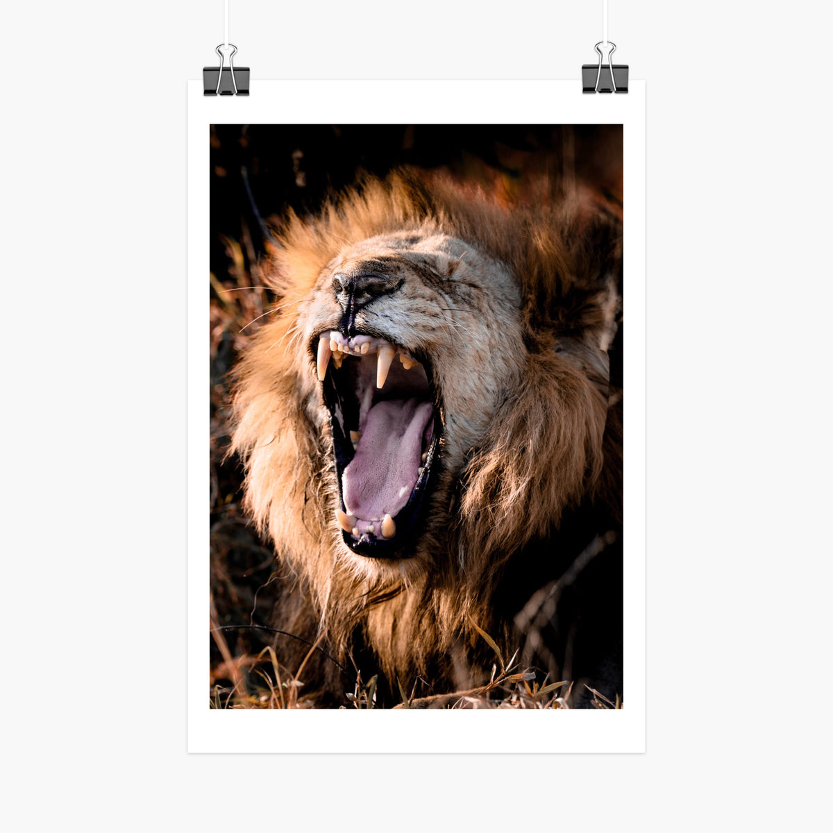 Large format lion print