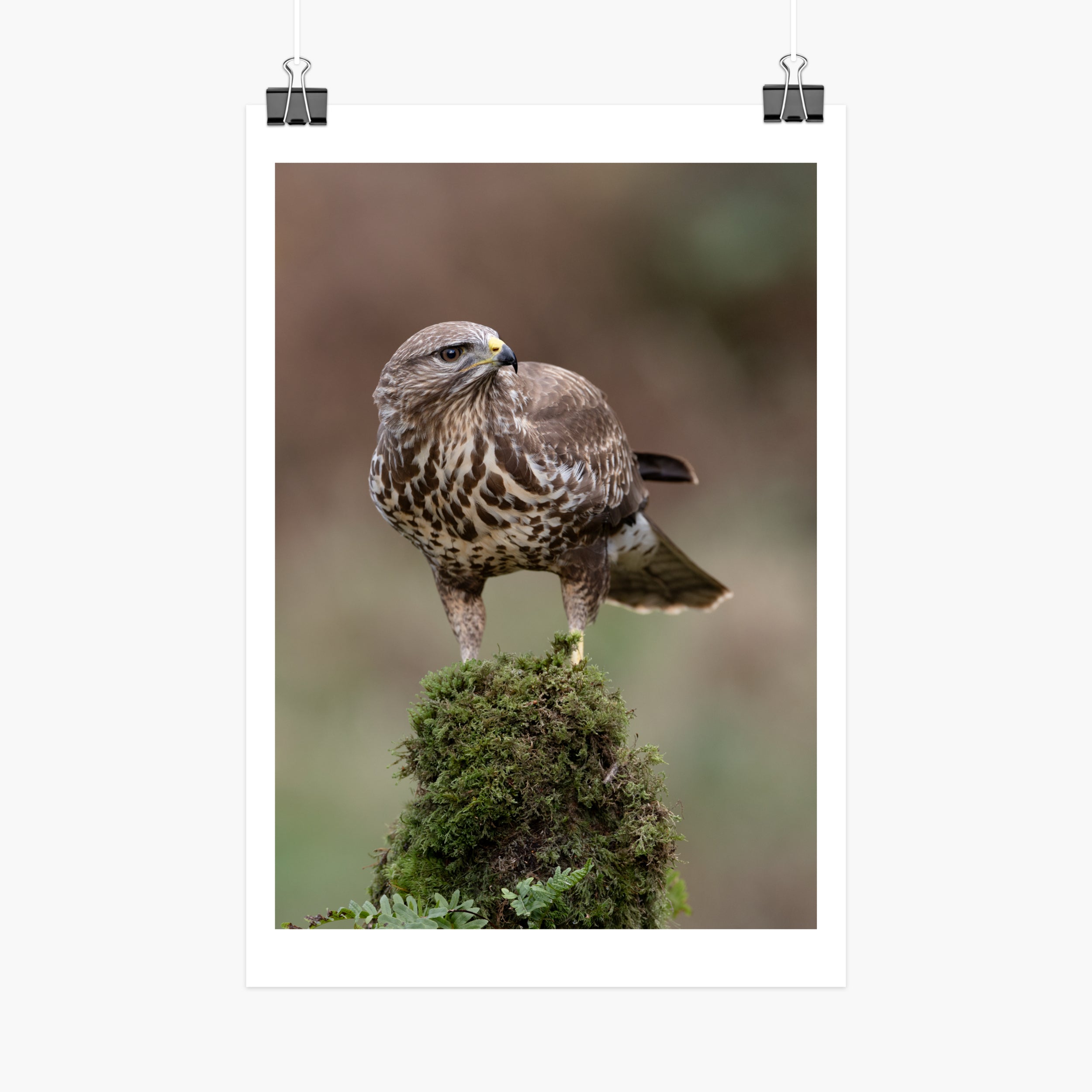 Perched Buzzard Print