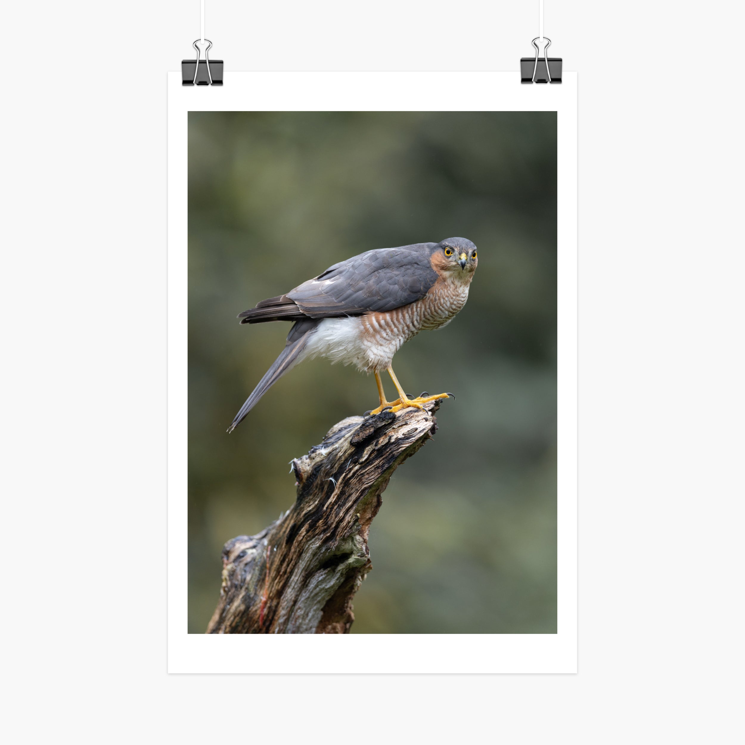 Perched Male Sparrowhawk Print