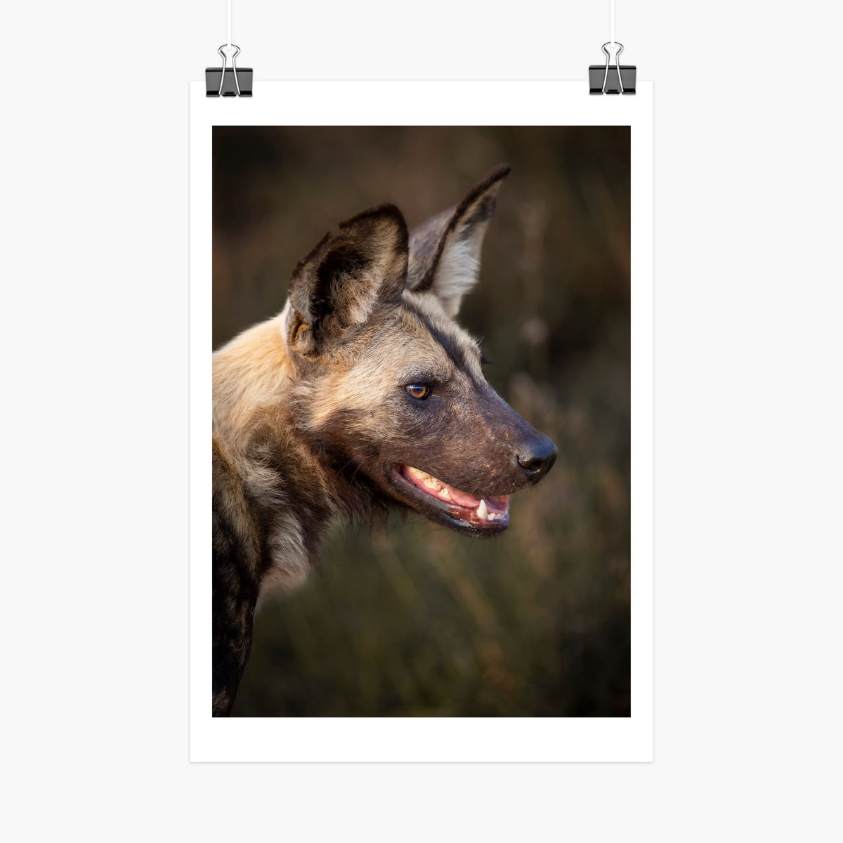 African wild dog large format art print