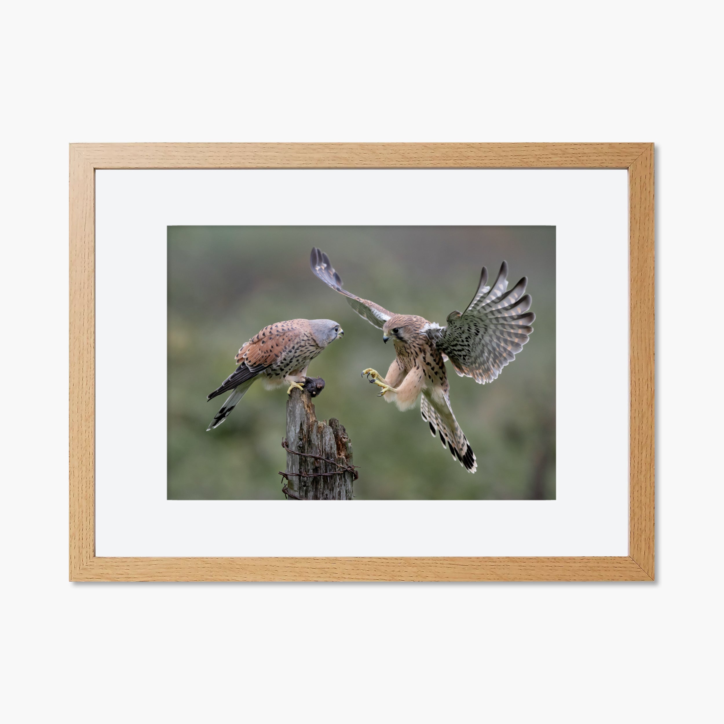 Kestrel Pair Print