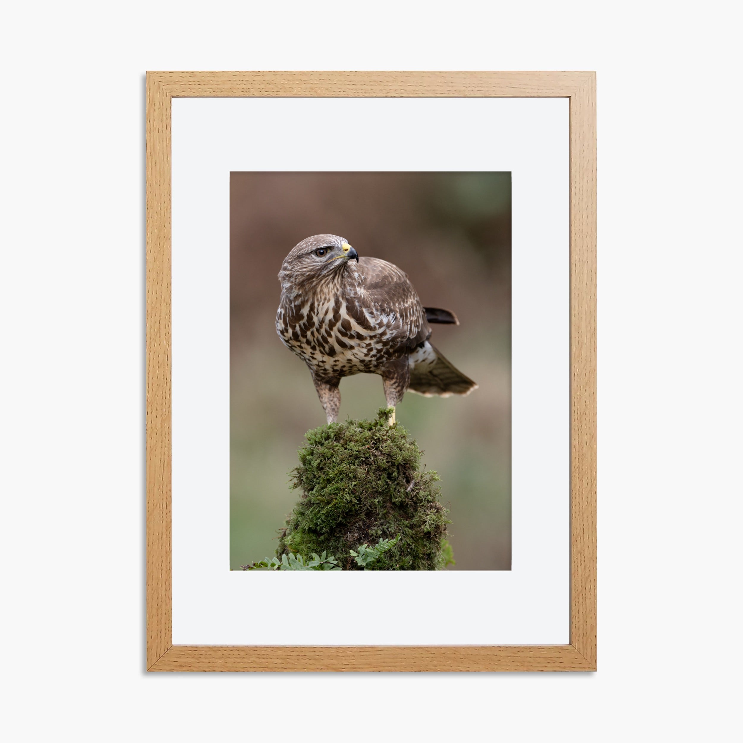Perched buzzard print A4 framed portrait