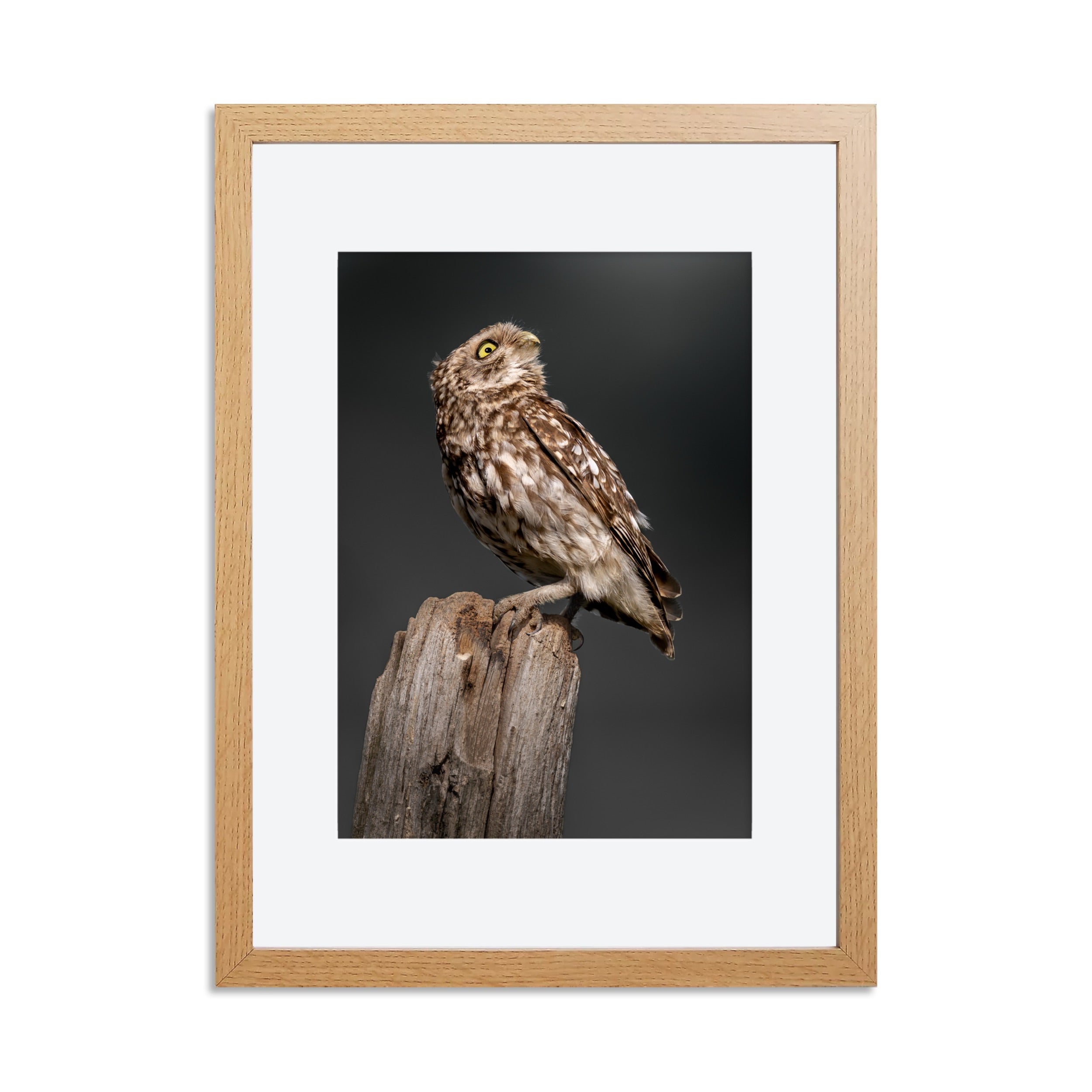 Perched Little Owl Print