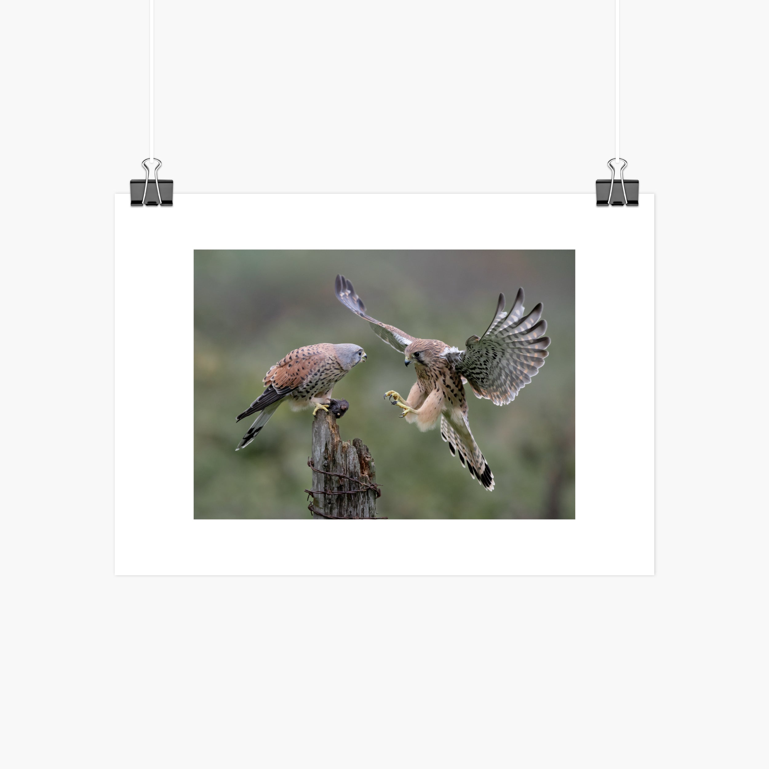 Kestrel Pair Print