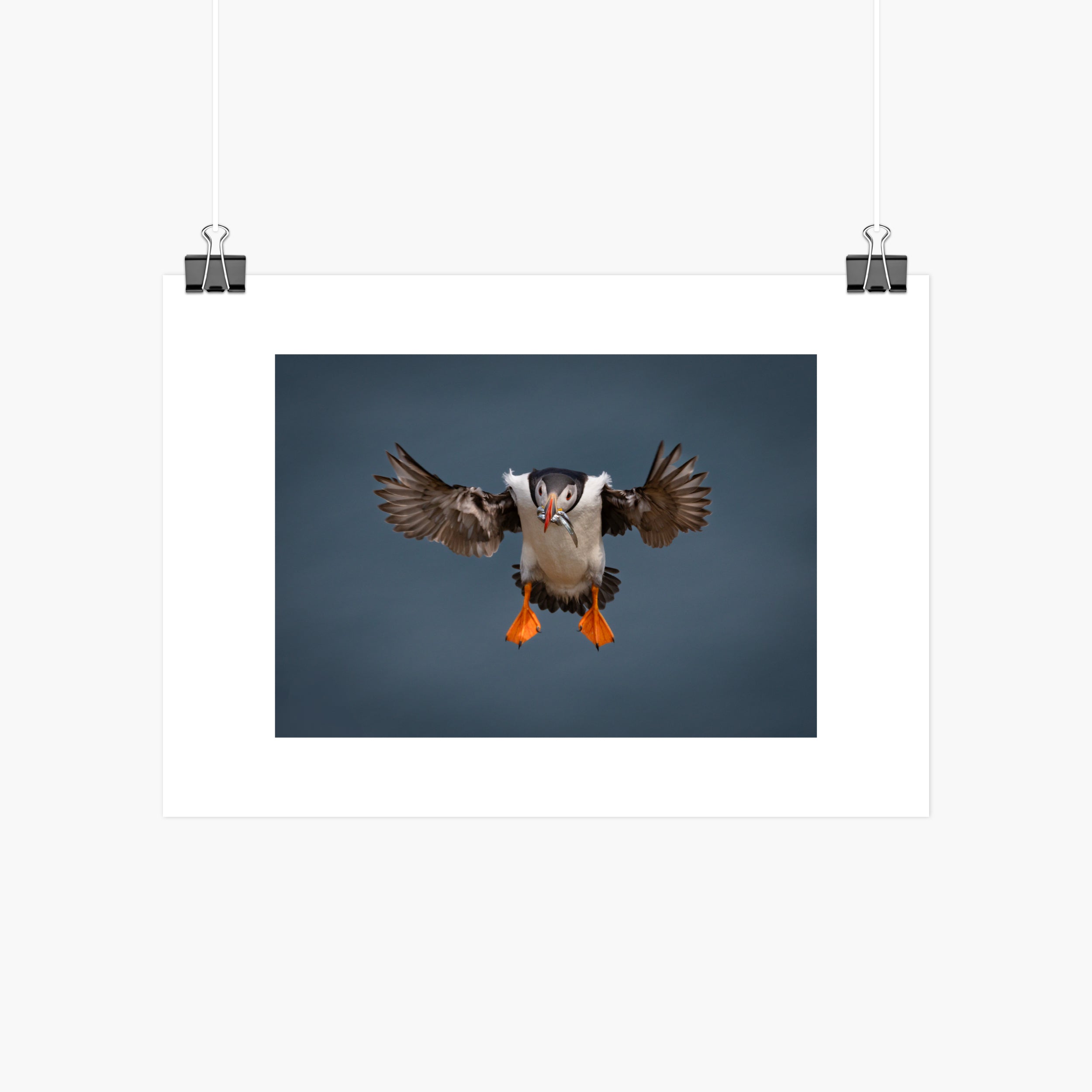 Atlantic Puffin In Flight Print