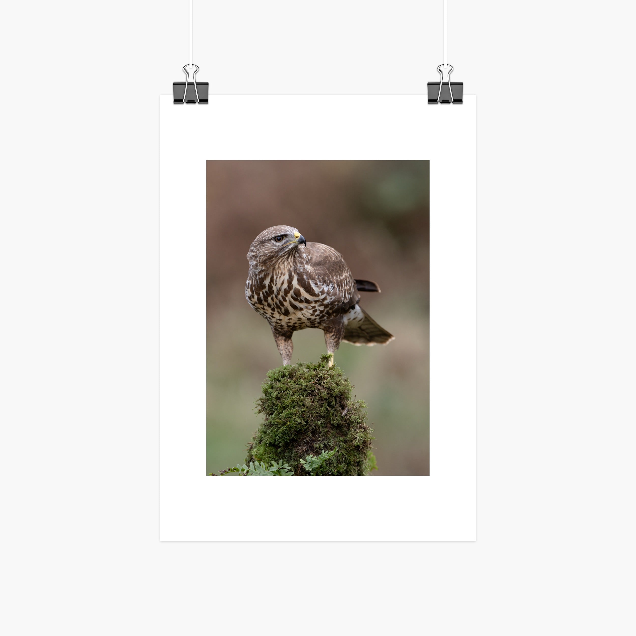 Common buzzard standing on moss-covered post, A4 print